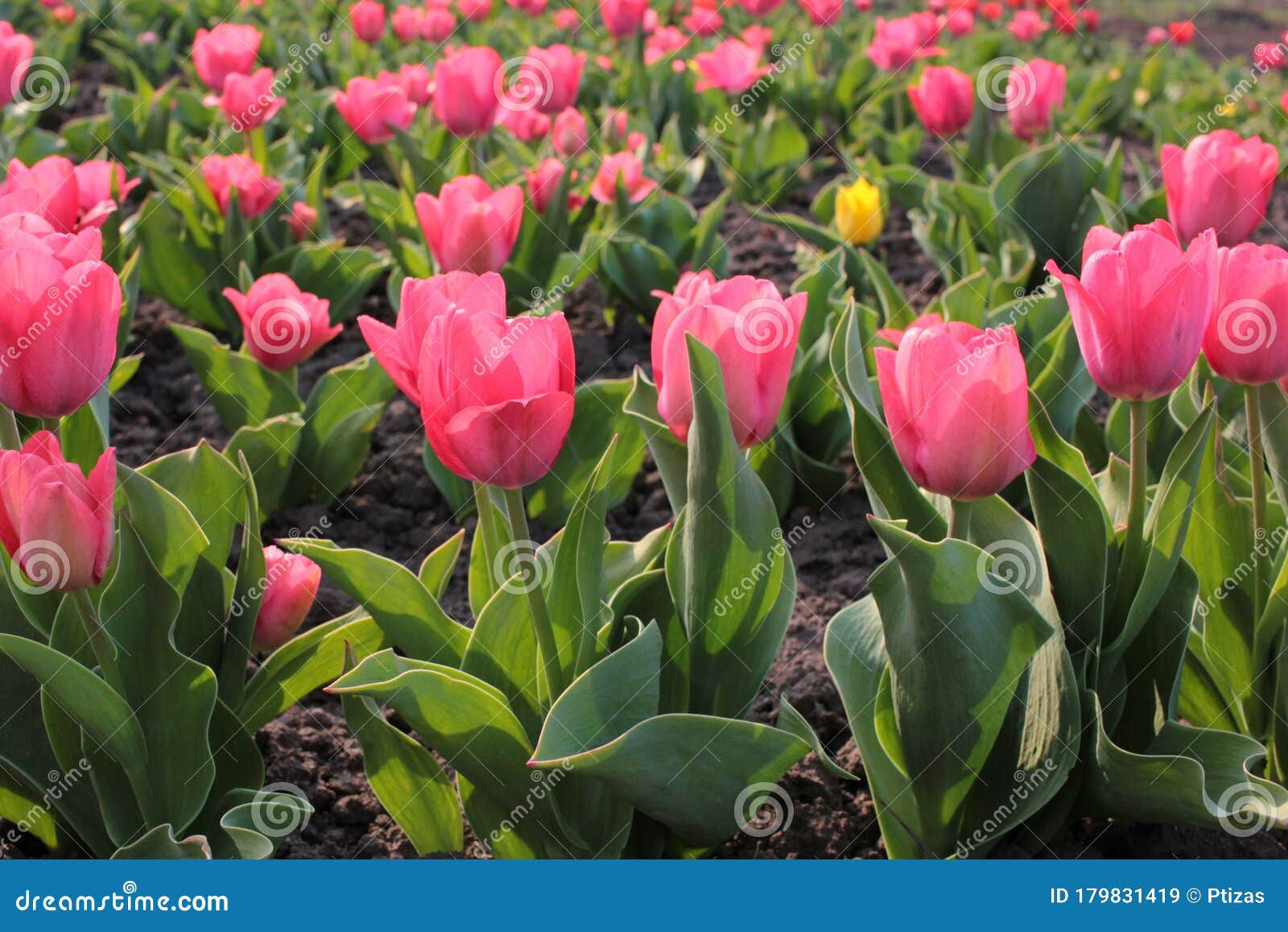 Wallpaper #0f480 Tulips Golden Varietie Stock Image Image of Grass 19338473