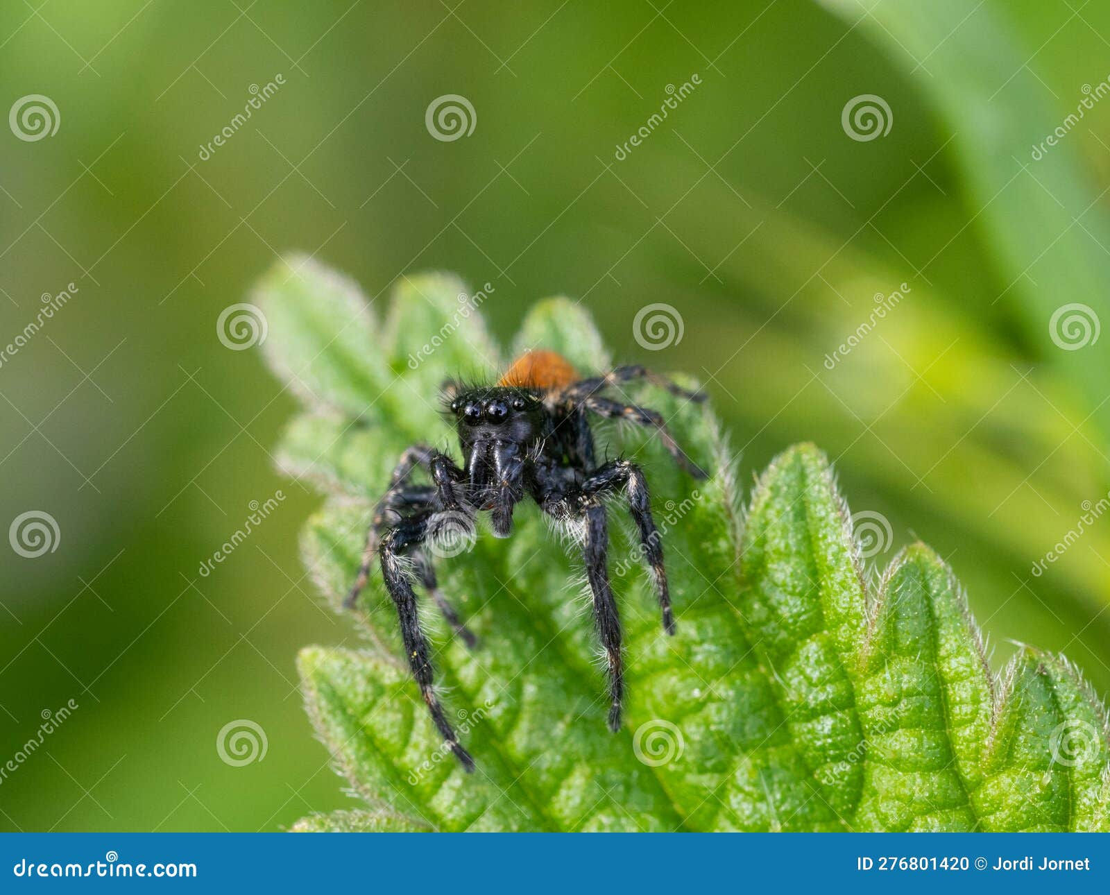 Wallpaper #e2dv9JIBSpphPi3-JXru93 Phidippus Johnsoni the Red Backed Jumping Spider Stock Photo Image