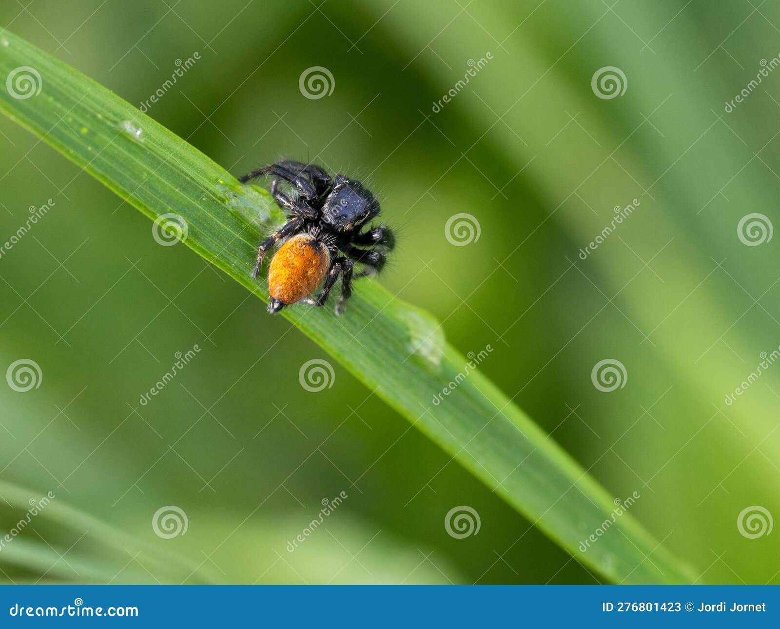 Wallpaper #e2dv9JIBSpphPi3-JXru198 Phidippus Johnsoni the Red Backed Jumping Spider Stock Image Image