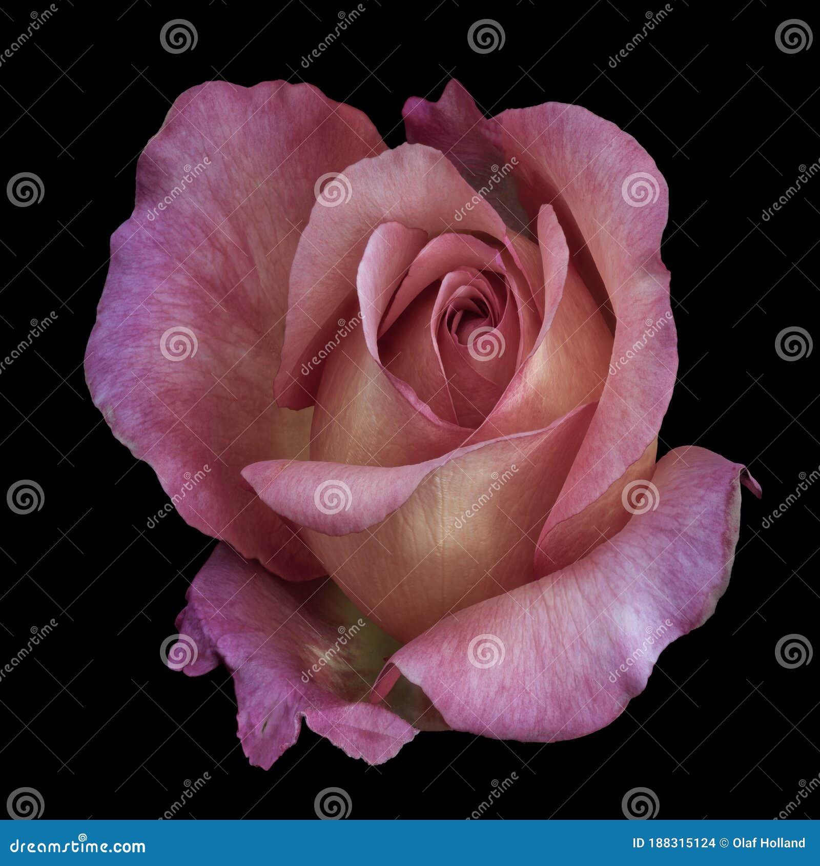 Wallpaper #Hx38KZMBlOZrFDOkzsOQ382 Pastel Rose Macro of a Yellow Pink Blossom in Vintage Painting Style on
