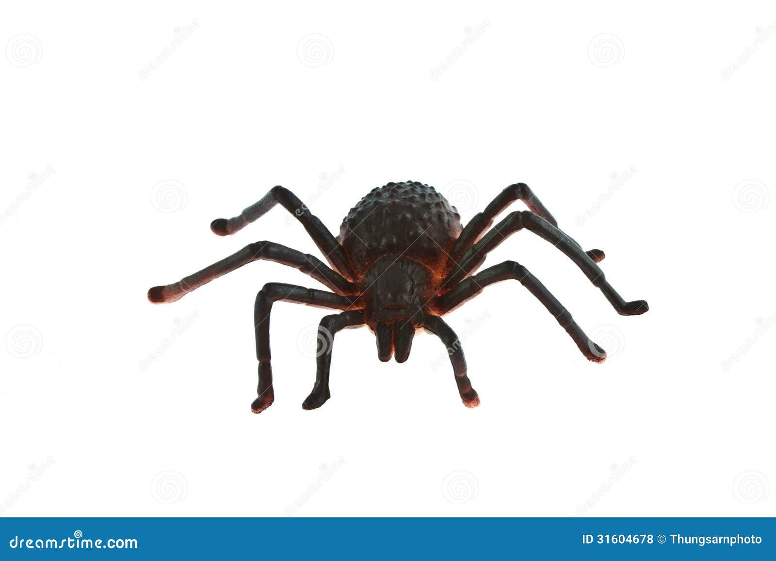 Wallpaper #HfQqOpMBKFX8bn3rhHgw256 Plastic Spider Stock Photo Image of Isolated Educational 31604678