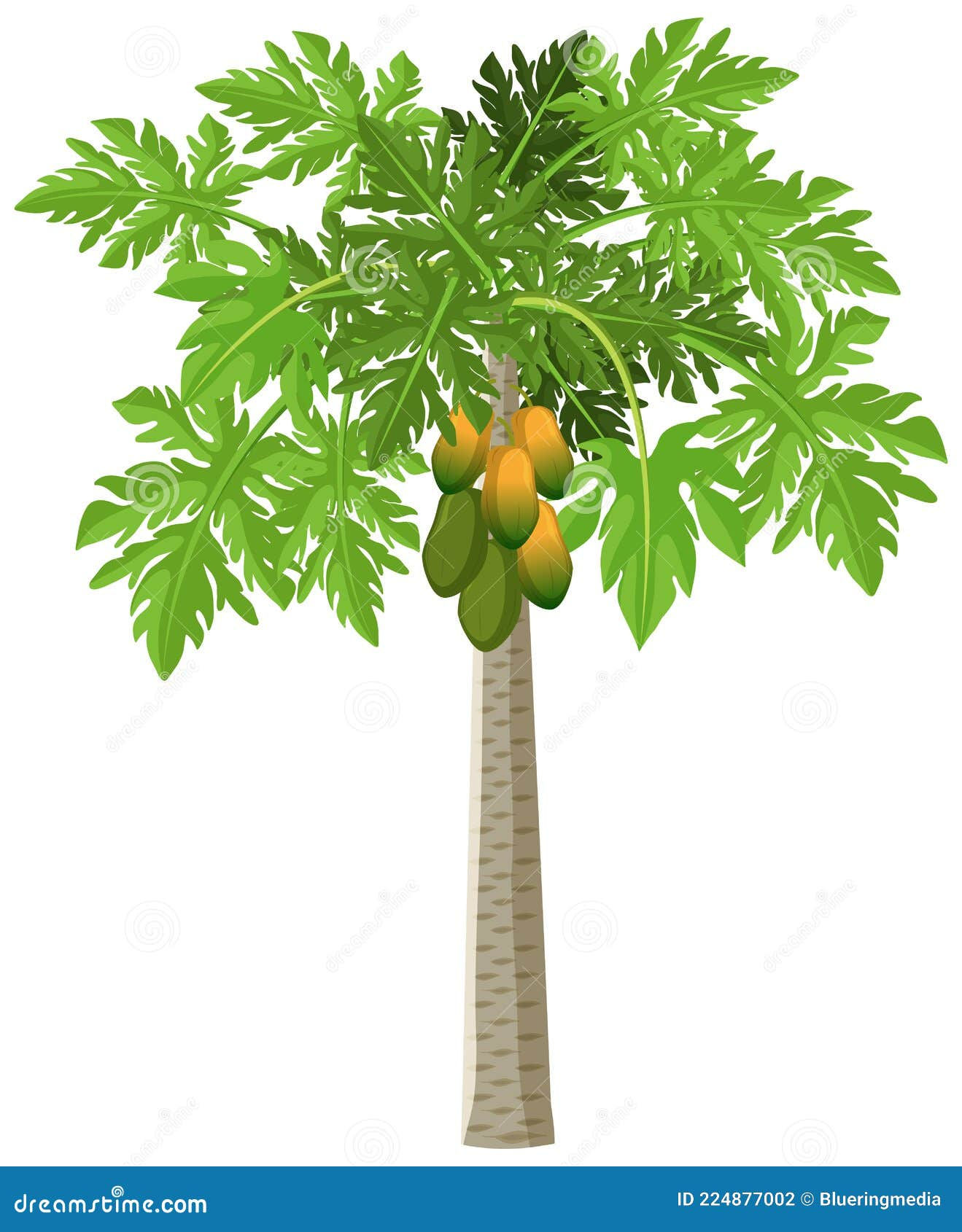 Wallpaper #9mdFCpMBSpphPi3-NNO0580 A Papaya Tree Isolated Cartoon Style on White Background Stock Vector