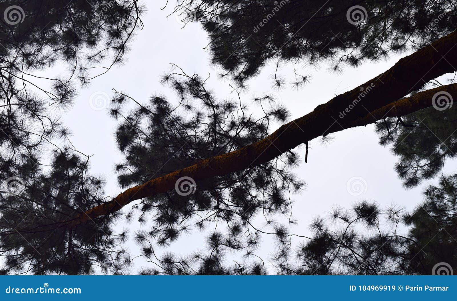 Wallpaper #BGdQC5MBSpphPi3-qtkV75 Tall Pine Trees Captured from Ground Abstract Natural Pattern Stock