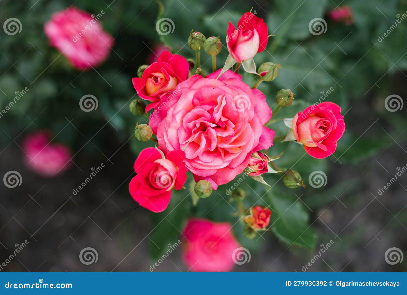 Wallpaper #0GhWIpMBSpphPi3-rzIH88 Pink Rose Flower in the Garden in Summer Stock Photo Image of Blossom