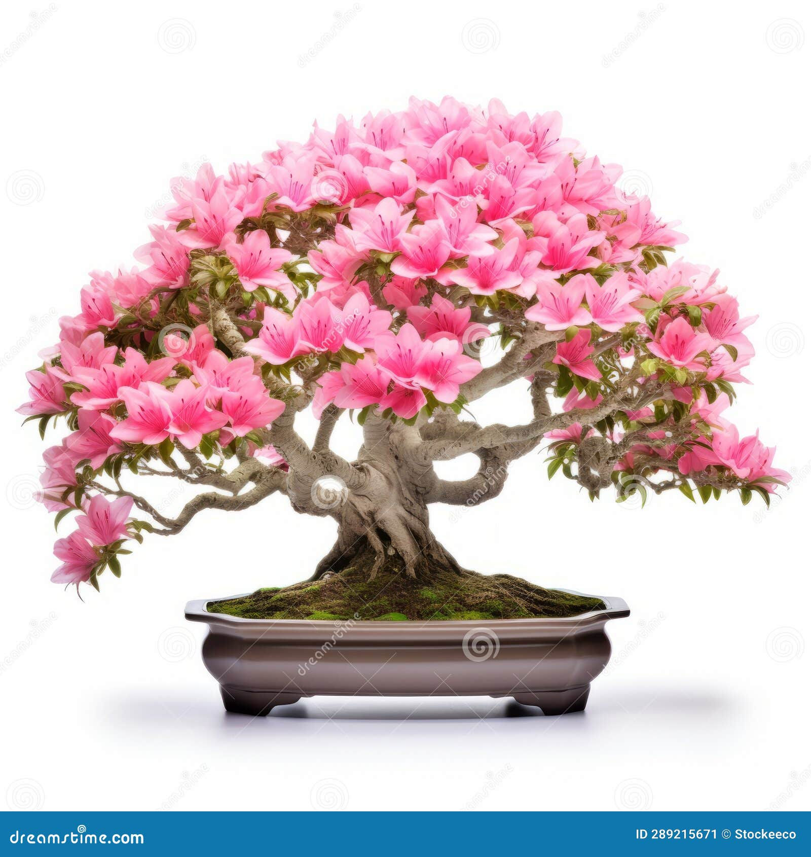 Wallpaper #d8e0c Satsuki Azalea Bonsai Trees Buy Online Greenwood Bonsai Studio