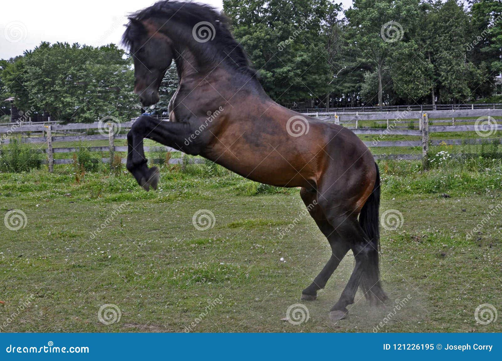 Wallpaper #-2cU-ZIBSpphPi3-KovY213 A Playful Rearing Stallion Stock Image Image of Like 121226195