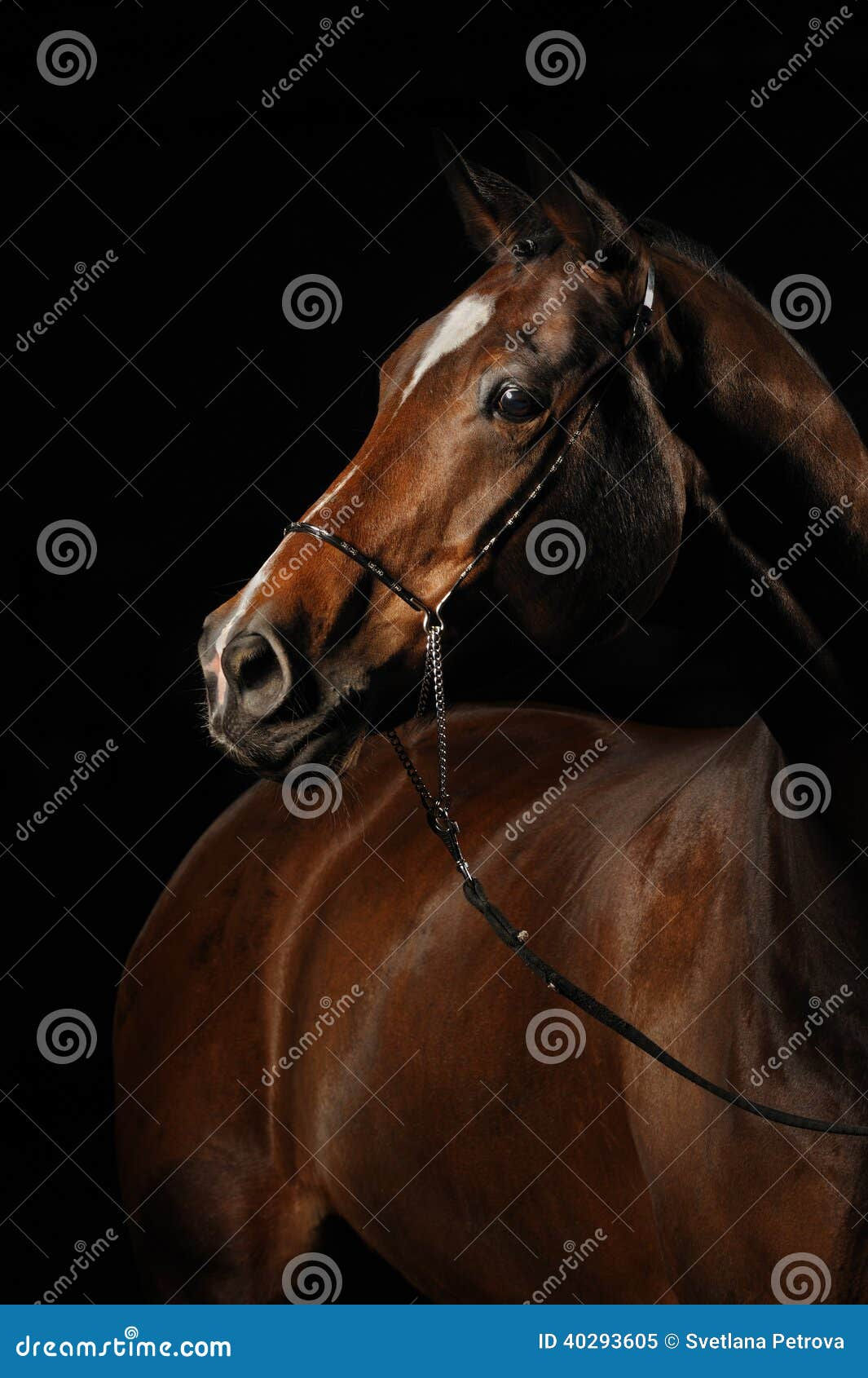 Wallpaper #bWfaEpMBSpphPi3-4_0h262 Portrait of a Bay Horse on the Black Background Stock Image Image of