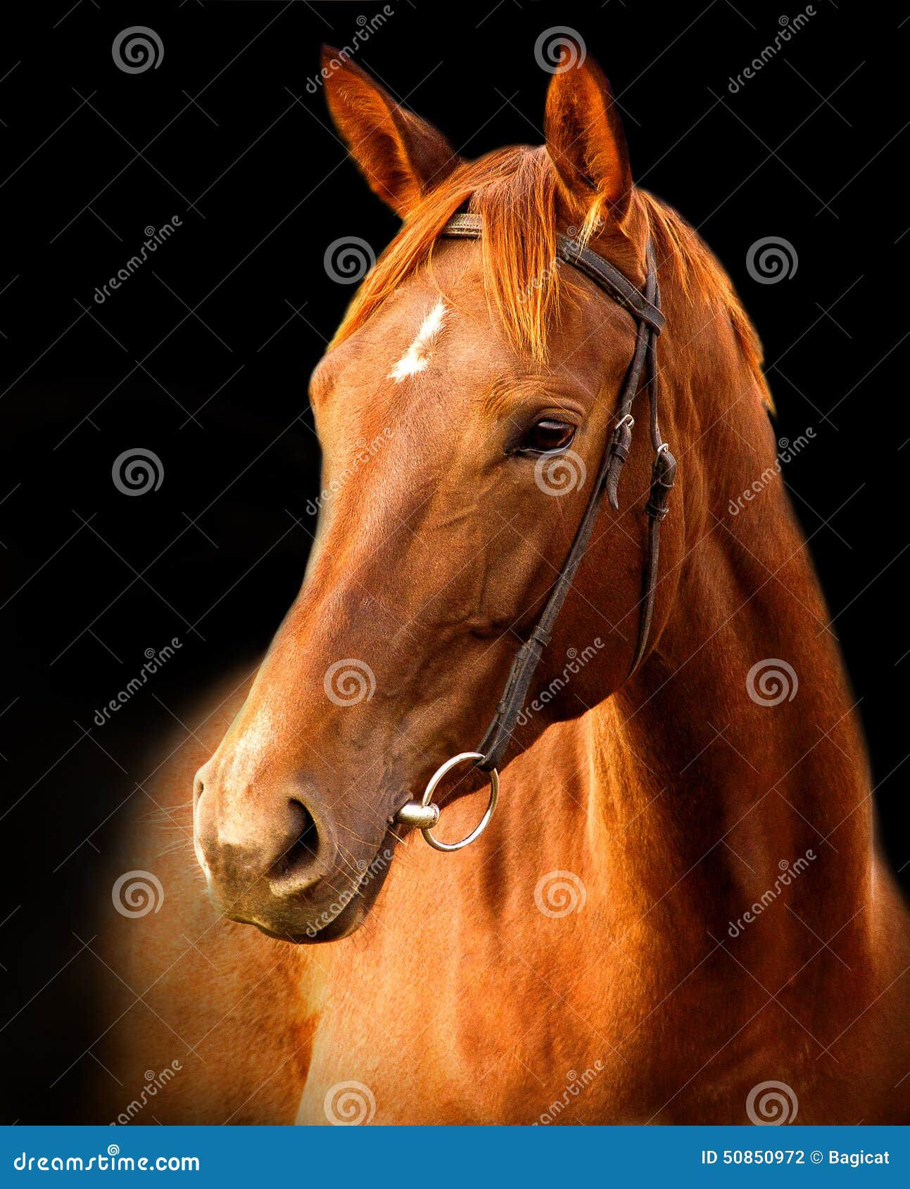 Wallpaper #bWfaEpMBSpphPi3-4_0h265 Portrait of Red Horse on a Black Background Stock Photo Image of