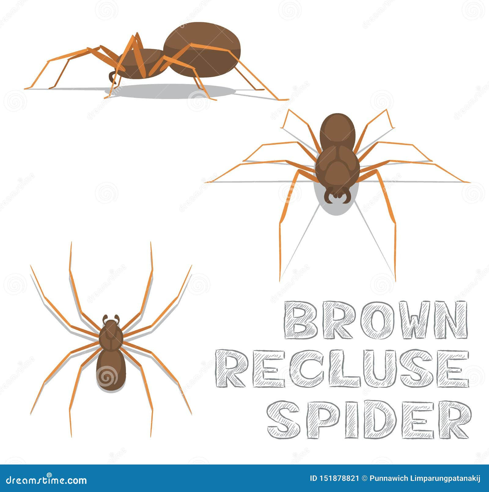 Wallpaper #46455 Brown Spider Cartoon Isolated Illustration Stock Vector Image Art Alamy