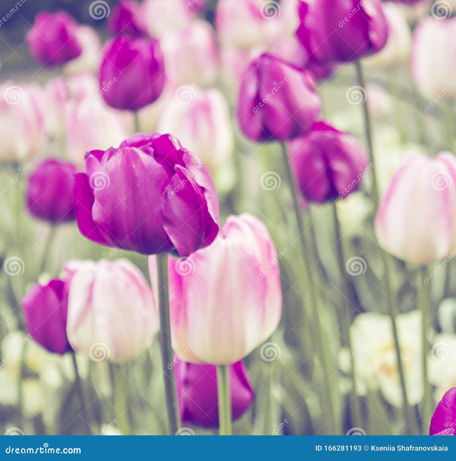 Wallpaper #0f480 Tulips Golden Varietie Stock Image Image of Grass 19338473