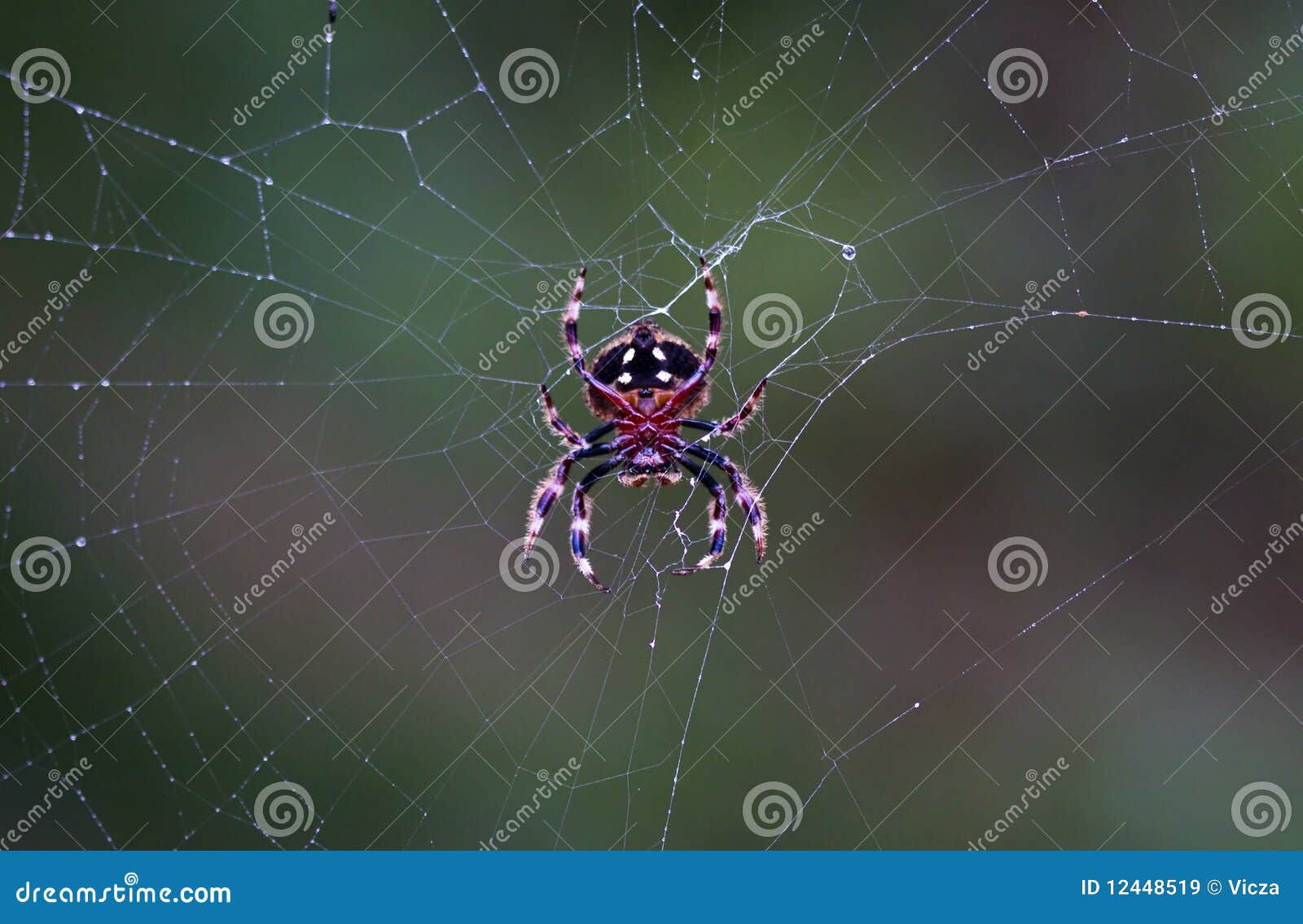 Wallpaper #K2cS6JIBSpphPi3-wzvD296 2010 01 002 Spider on a Morning Web Stock Image Image of Arachnid