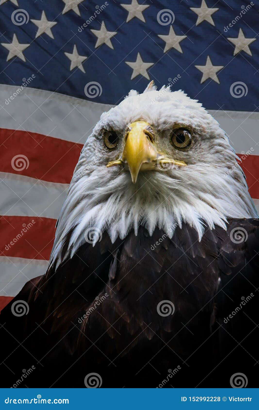 Wallpaper #6ef95 11209 Gier Eagle Images Stock Photos Vectors Shutterstock