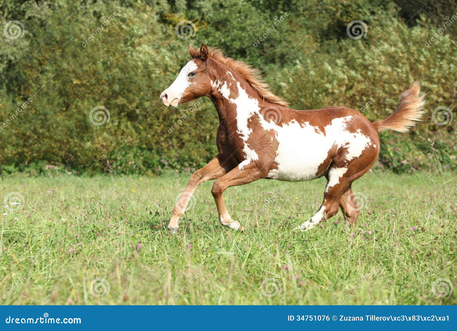 Wallpaper #Obgn3ZIBJvJKYCmEW_8d96 Nice Paint Horse Foal Running in Autumn Stock Photo Image of Color