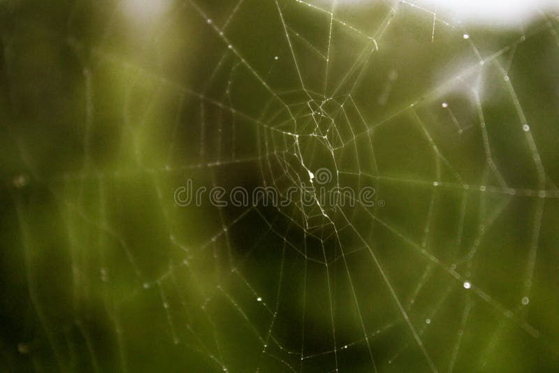 Wallpaper #zpwf4pIBZHQxiYarj74D385 White Spider Web in Light Stock Photo Image of Cobweb 124124092