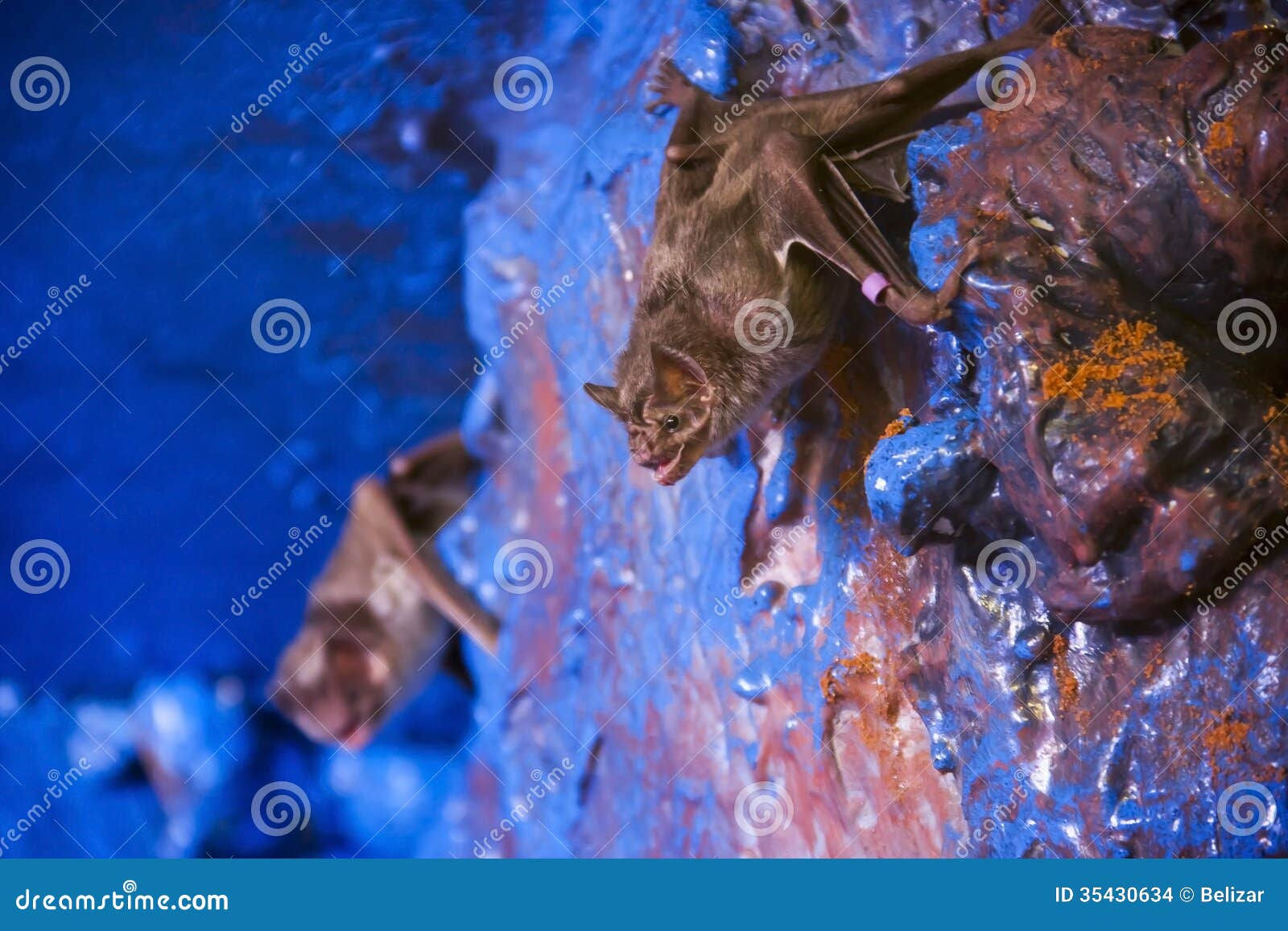 Wallpaper #r3KDMpMBX2lk1u3ogFrF150 Vampire Bat Stock Photo Image of Water Room Rotundus 35430634