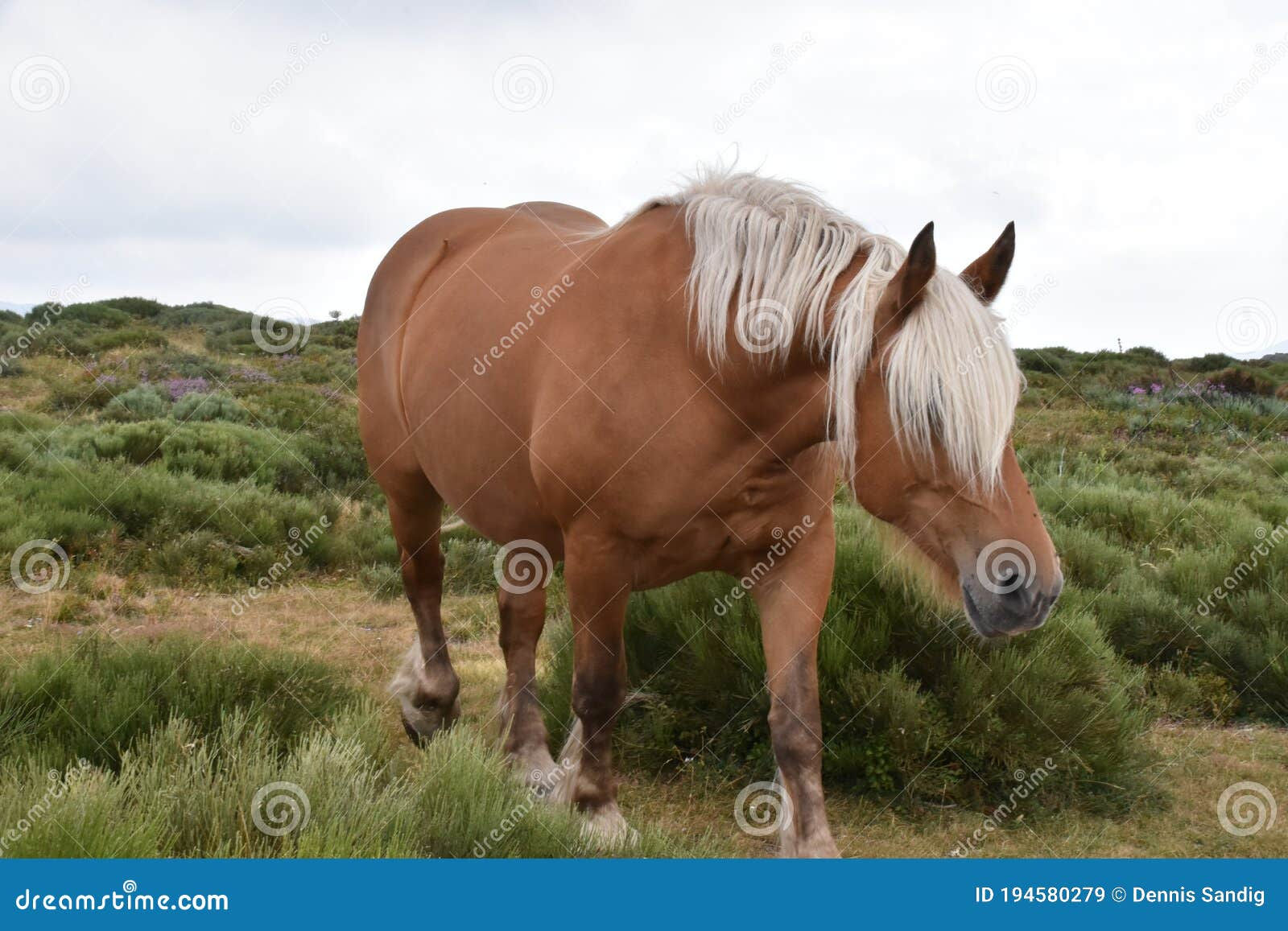 Wallpaper #zmdv6pIBSpphPi3-uUbV246 A Wild Horse on a Natural Habitat Landscape Stock Image Image of