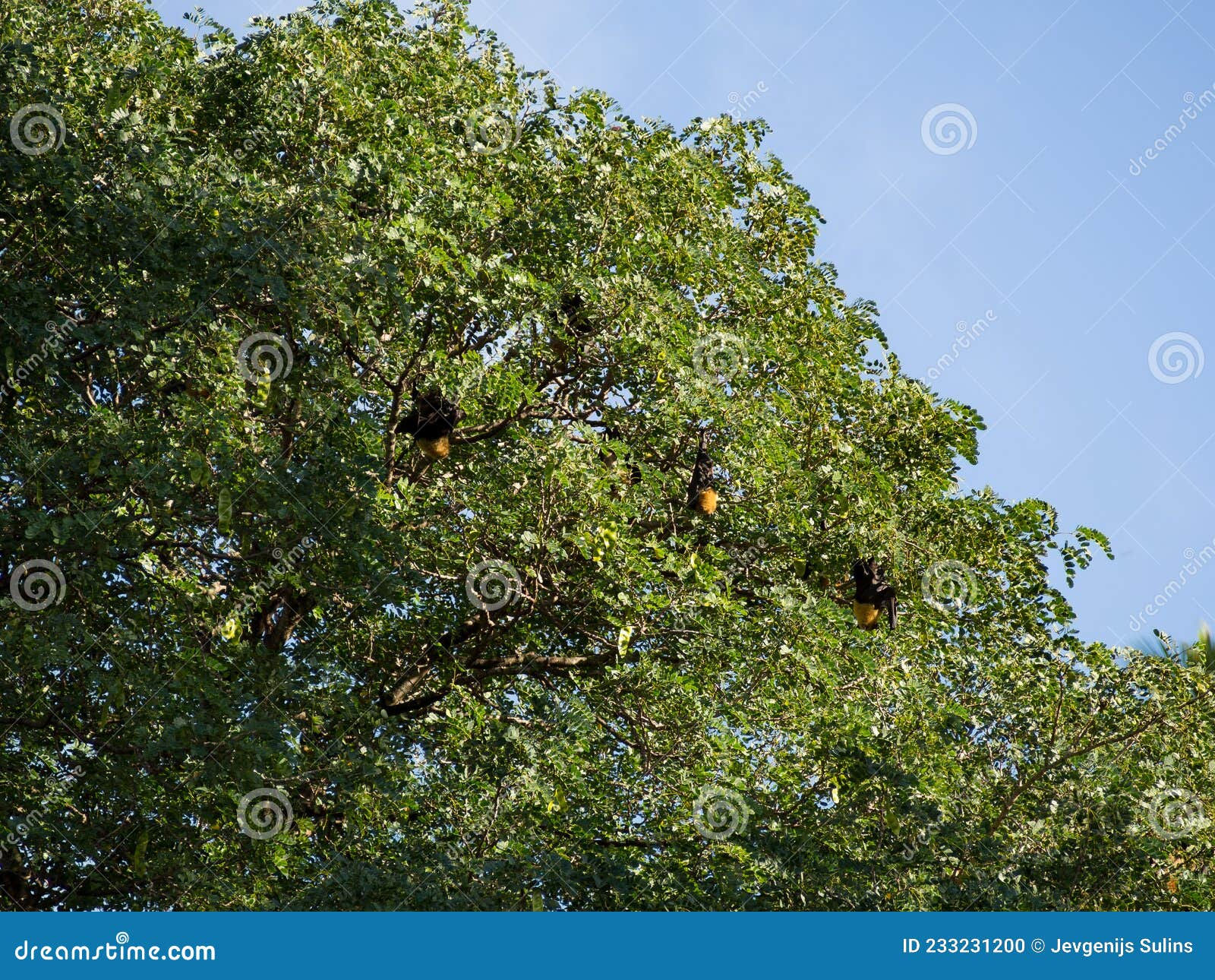 Wallpaper #2mdTDJMBSpphPi3-nt1P192 Megabat Hanging on the Tree Branch Bat is Hanging on the Tree Flying
