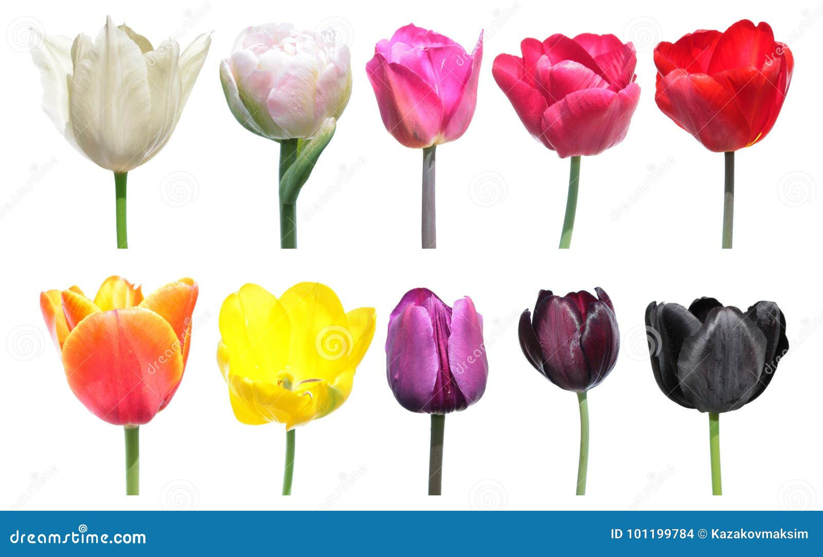 Wallpaper #0f480 Tulips Golden Varietie Stock Image Image of Grass 19338473