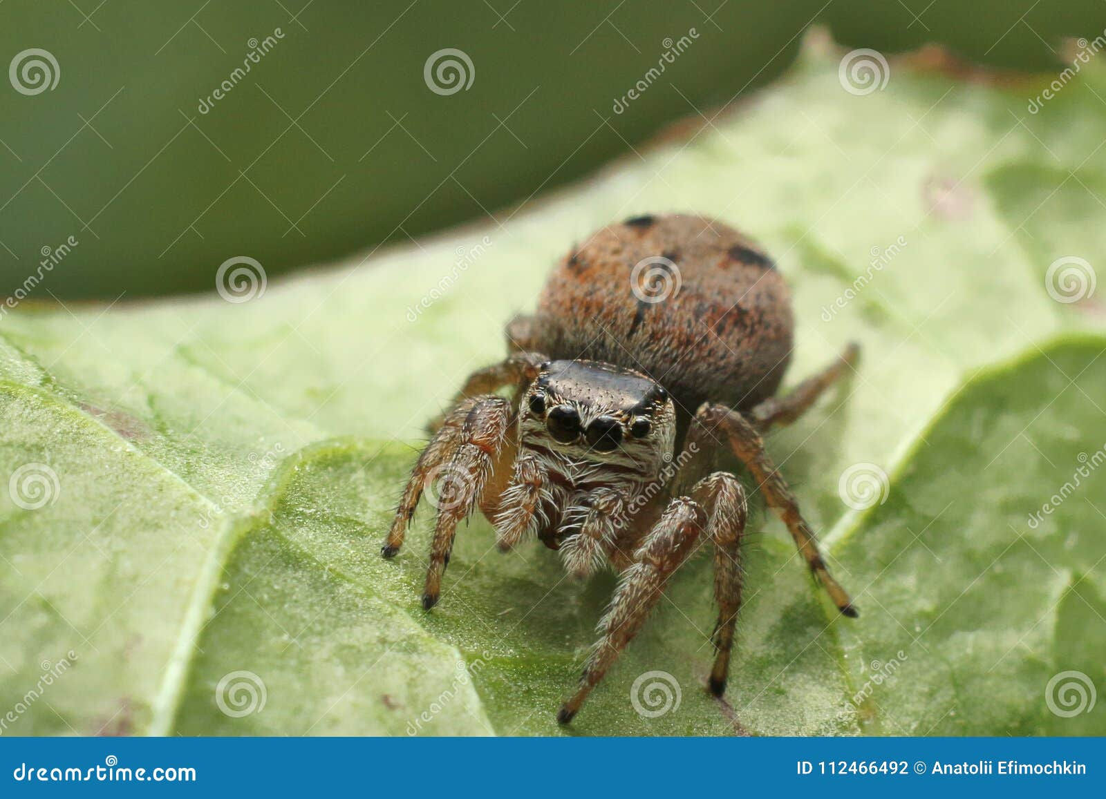 Wallpaper #e2dv9JIBSpphPi3-JXru317 Jumping Spiders Live in a Variety of Places Stock Photo Image of