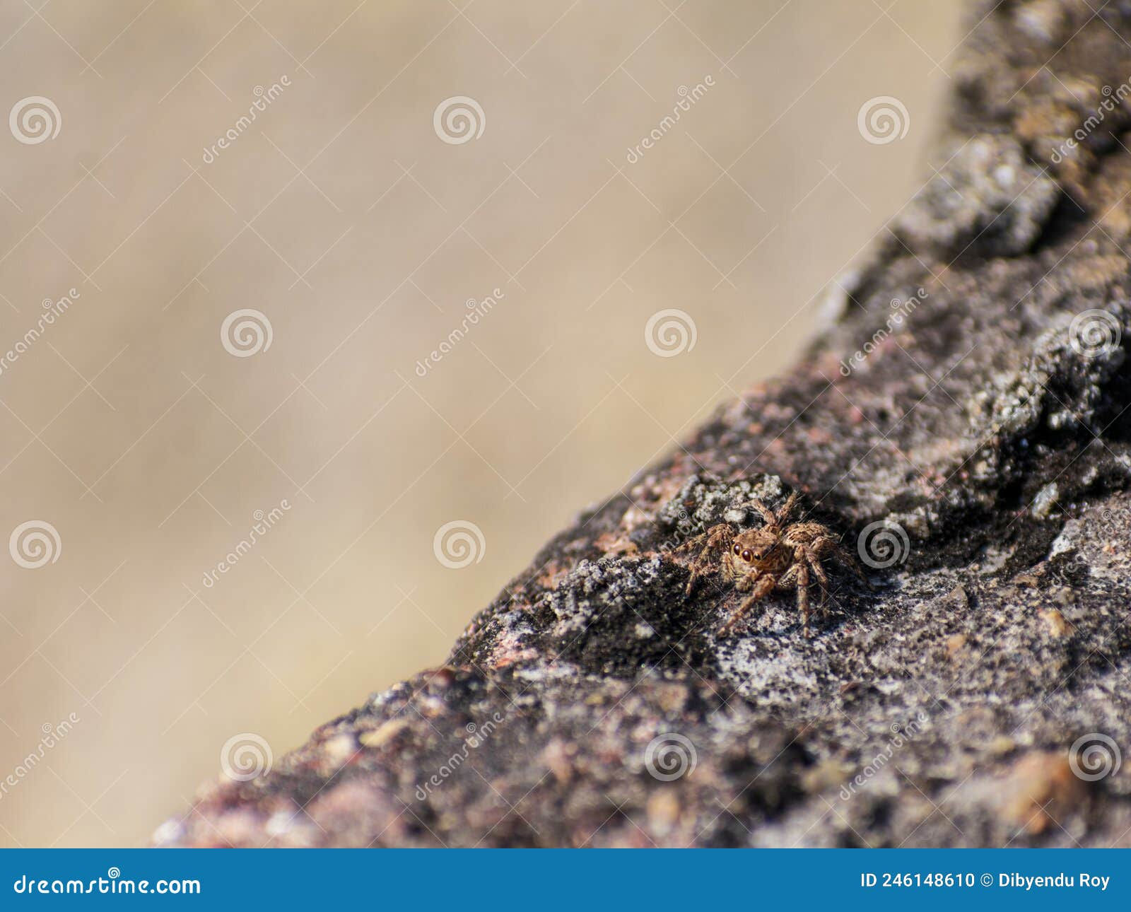 Wallpaper #e2dv9JIBSpphPi3-JXru67 Jumping Spider Crawling on a Concrete Surface Stock Photo Image of