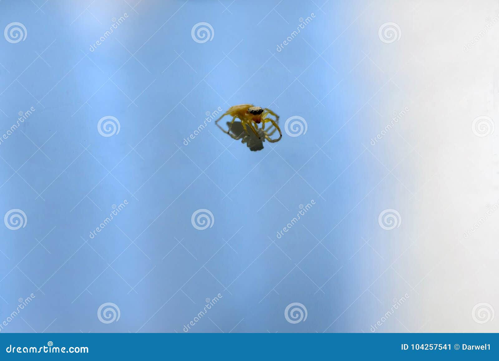 Wallpaper #wmfS65IBSpphPi3-9k4K37 Jumping Spider on Plain Metallic Background with Reflection Stock Image