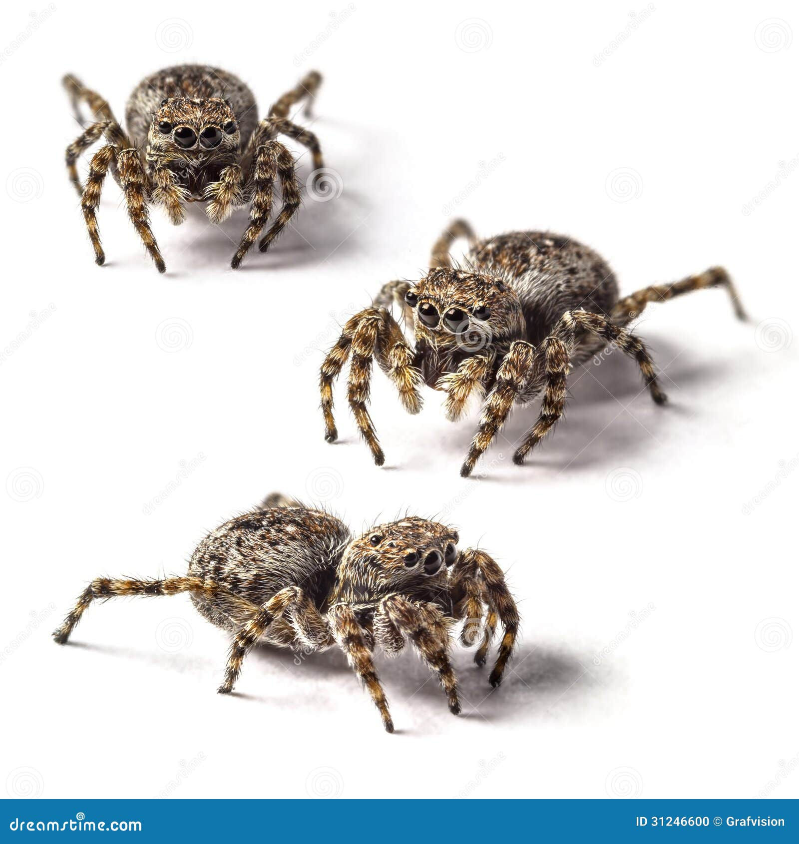 Wallpaper #e2dv9JIBSpphPi3-JXru341 Jumping Spider Stock Photo Image of Eyes Legs Predator 31246600