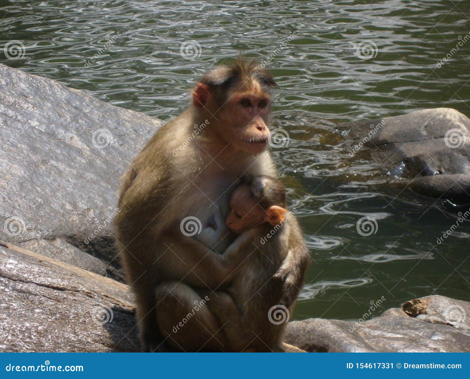 Wallpaper #rHfNJ5MB-pgBXx60M6f7227 Animals Monkey Nature Wild Landscape Beauty Freedom Stock Image Image