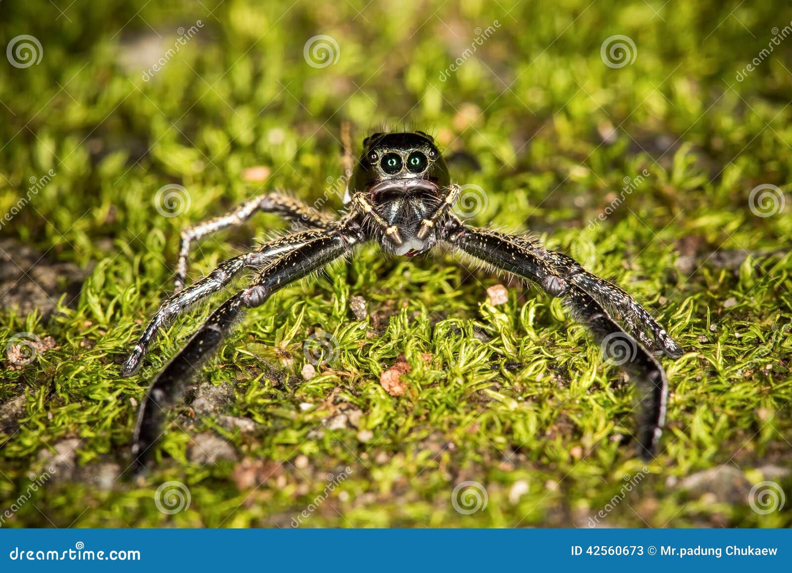 Wallpaper #e2dv9JIBSpphPi3-JXru68 Jumping Spiders Stock Image Image of Closed Ebgaereaetea 42560673