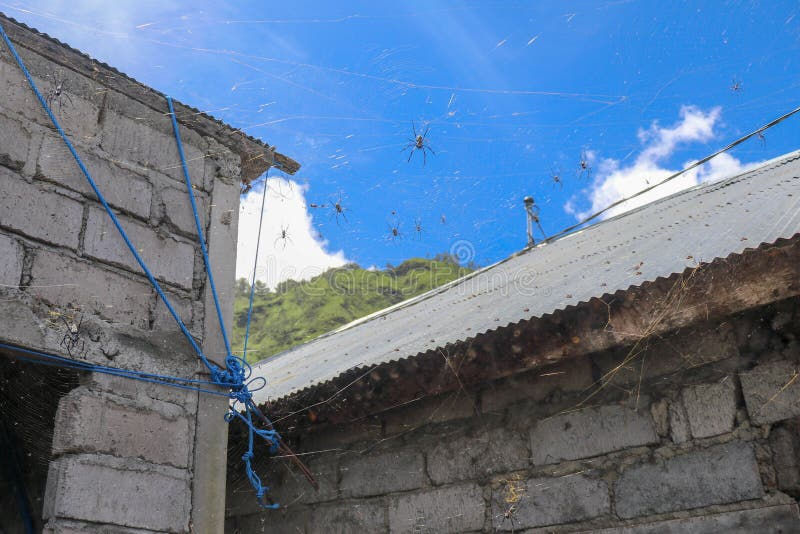 Wallpaper #0py84pIBZHQxiYarPcGv185 Close Up of Big Spiders on Spider Nets Between Walls and Roofs of