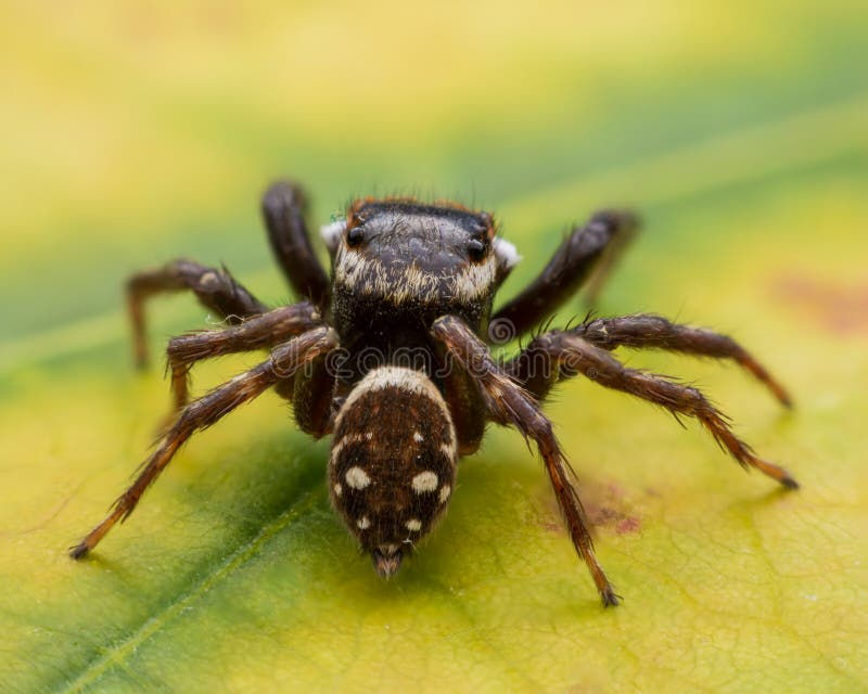 Wallpaper #0py84pIBZHQxiYarPcGv260 Close Up Jumping Spiders on the Wall Stock Photo Image of Design