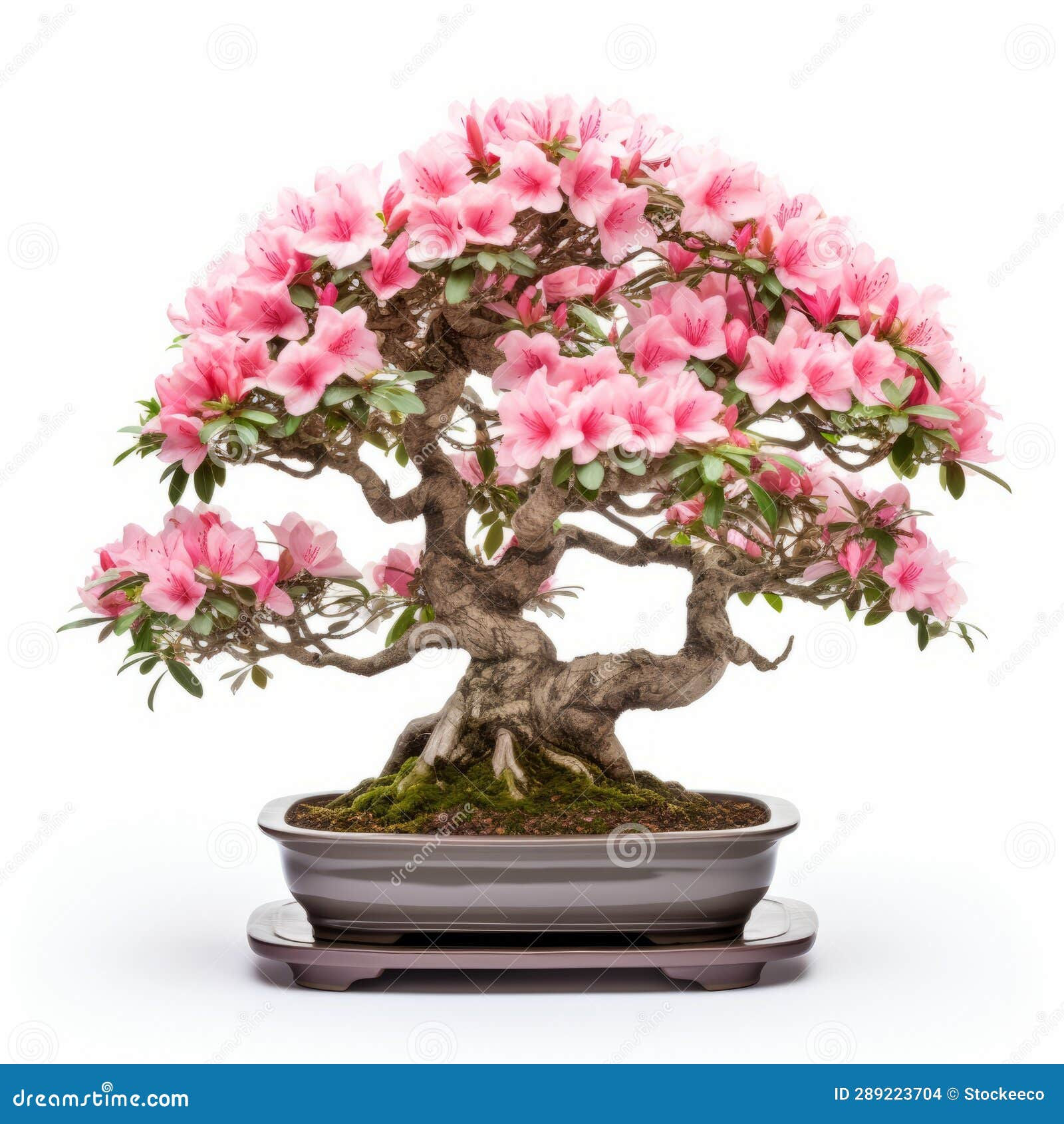 Wallpaper #d8e0c Satsuki Azalea Bonsai Trees Buy Online Greenwood Bonsai Studio