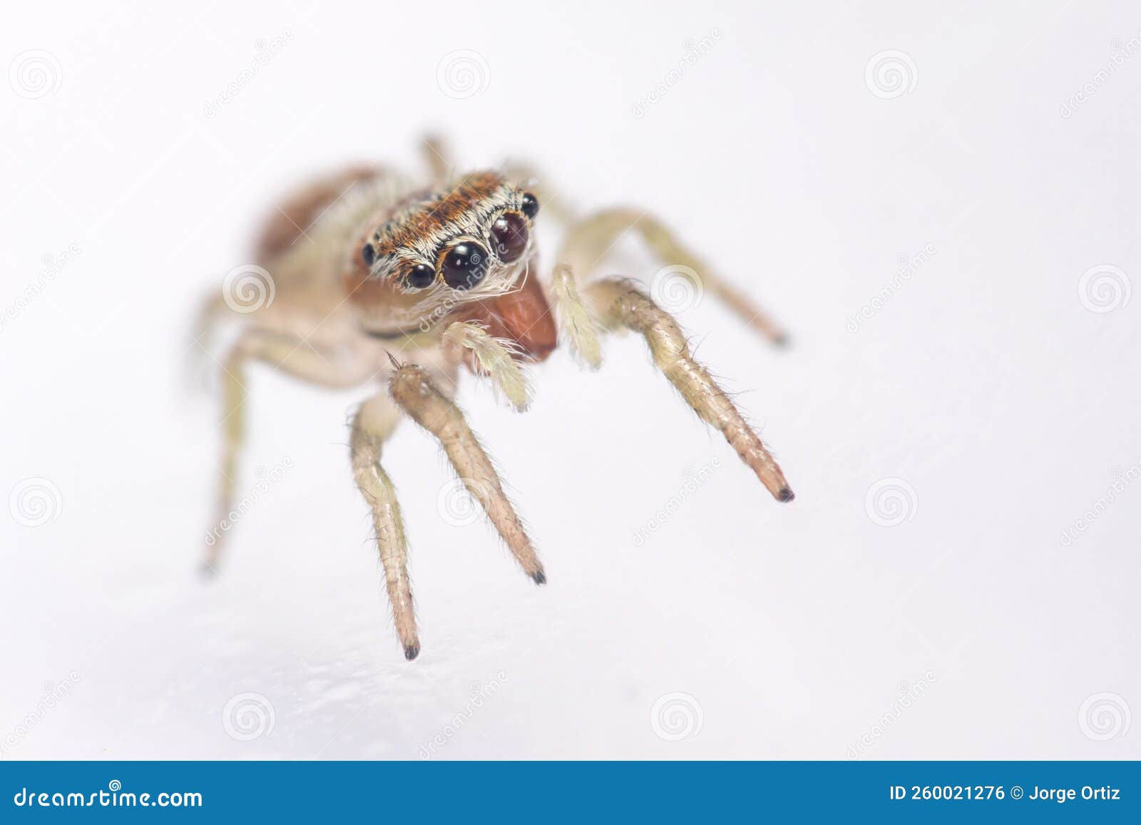 Wallpaper #wmfS65IBSpphPi3-9k4K323 Icius Congener Jumping Spider Posed on a White Floor Stock Photo