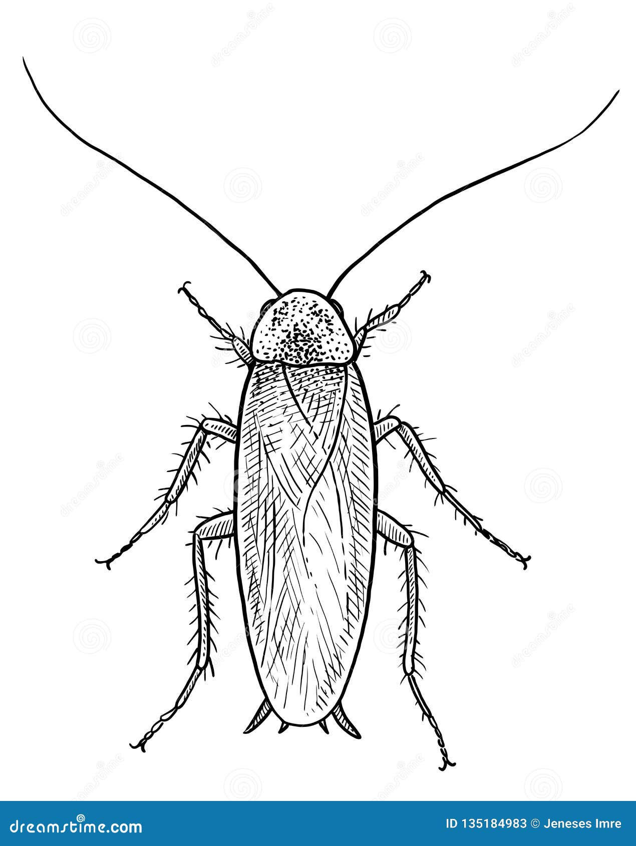 Wallpaper #SWdXCpMBSpphPi3-q9Qk335 Cockroach Illustration Drawing Engraving Ink Line Art Vector Stock