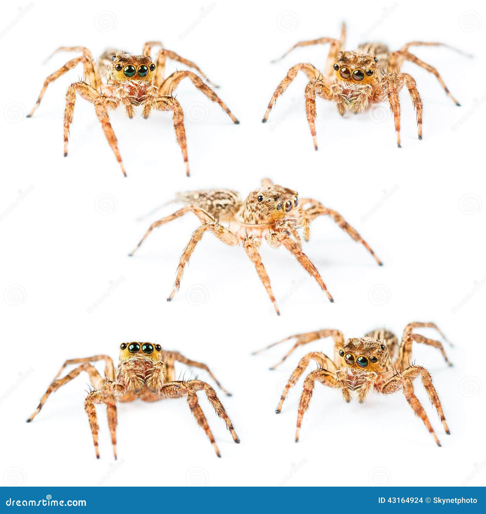 Wallpaper #e2dv9JIBSpphPi3-JXru361 Isolated Female Plexippus Petersi Jumping Spider Stock Photo Image of