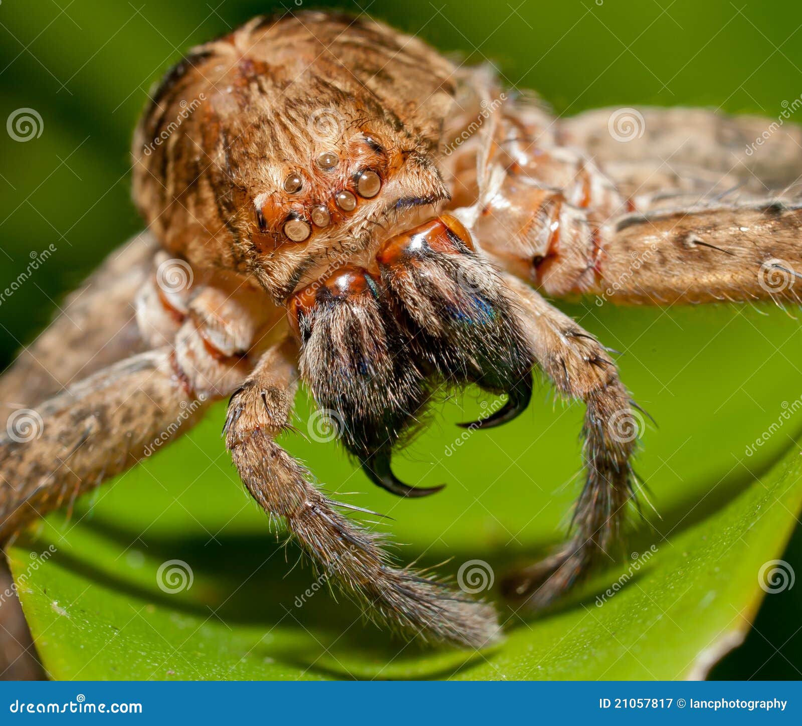 Wallpaper #GvSnOZMBKFX8bn3rXXez164 Scary Spider Stock Image Image of Frightening Hairy 21057817