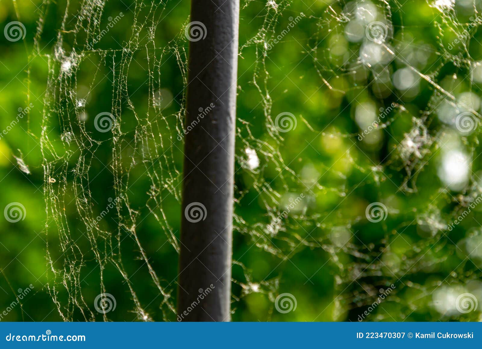 Wallpaper #zpwf4pIBZHQxiYarj74D351 Spider Web Stock Image Image of Reptile Lighting Garden 223470307