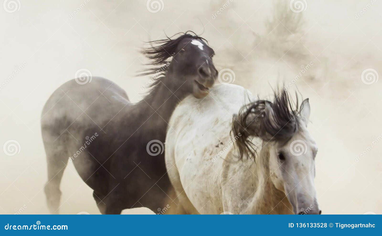 Wallpaper #eXS5wI4B_8f4nGFabW2259 Stallions Wild Mustangs Try to Dominate the Pools Fighting of Rivals
