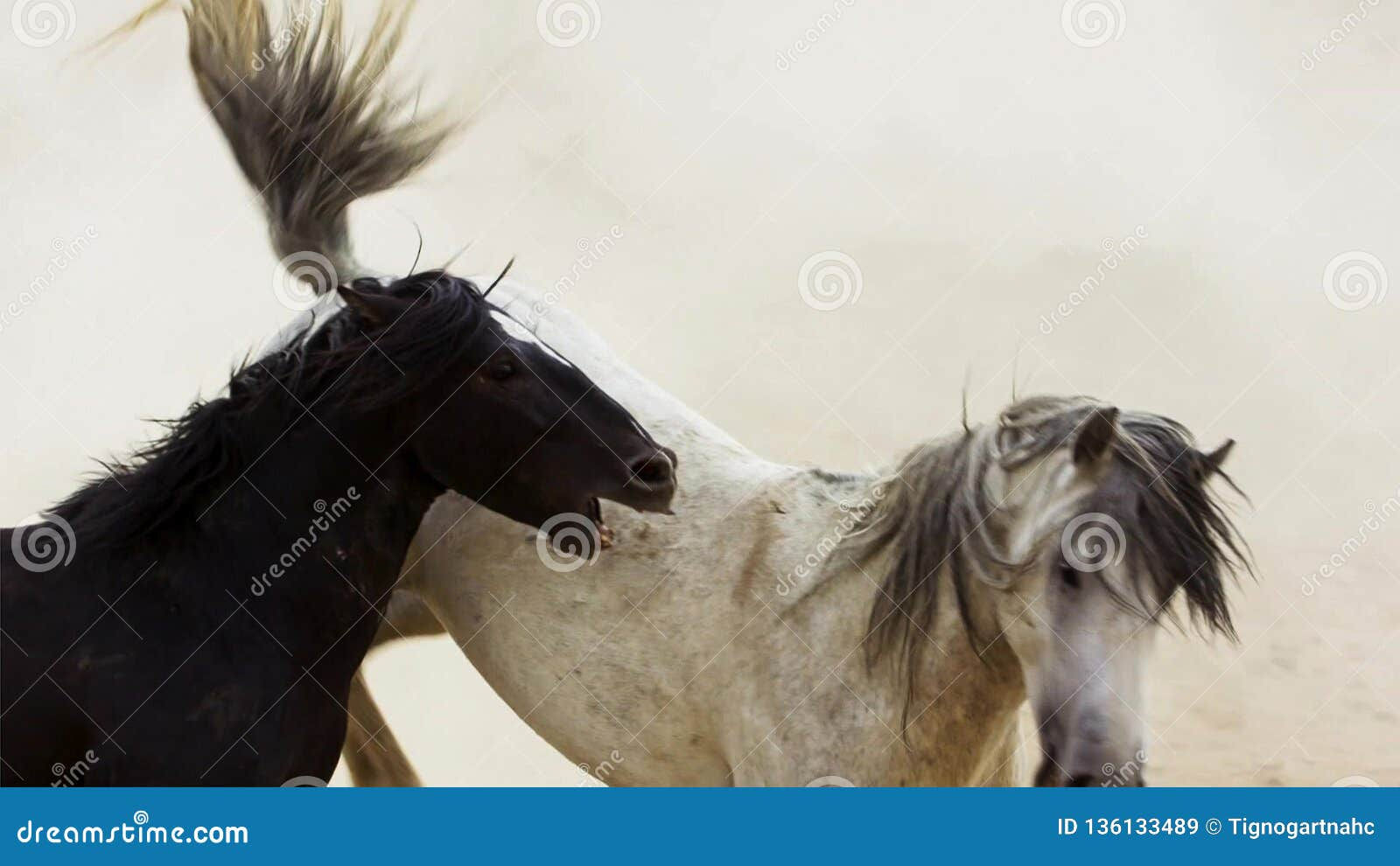 Wallpaper #eXS5wI4B_8f4nGFabW2231 Stallions Wild Mustangs Try to Dominate the Pools Fighting of Rivals