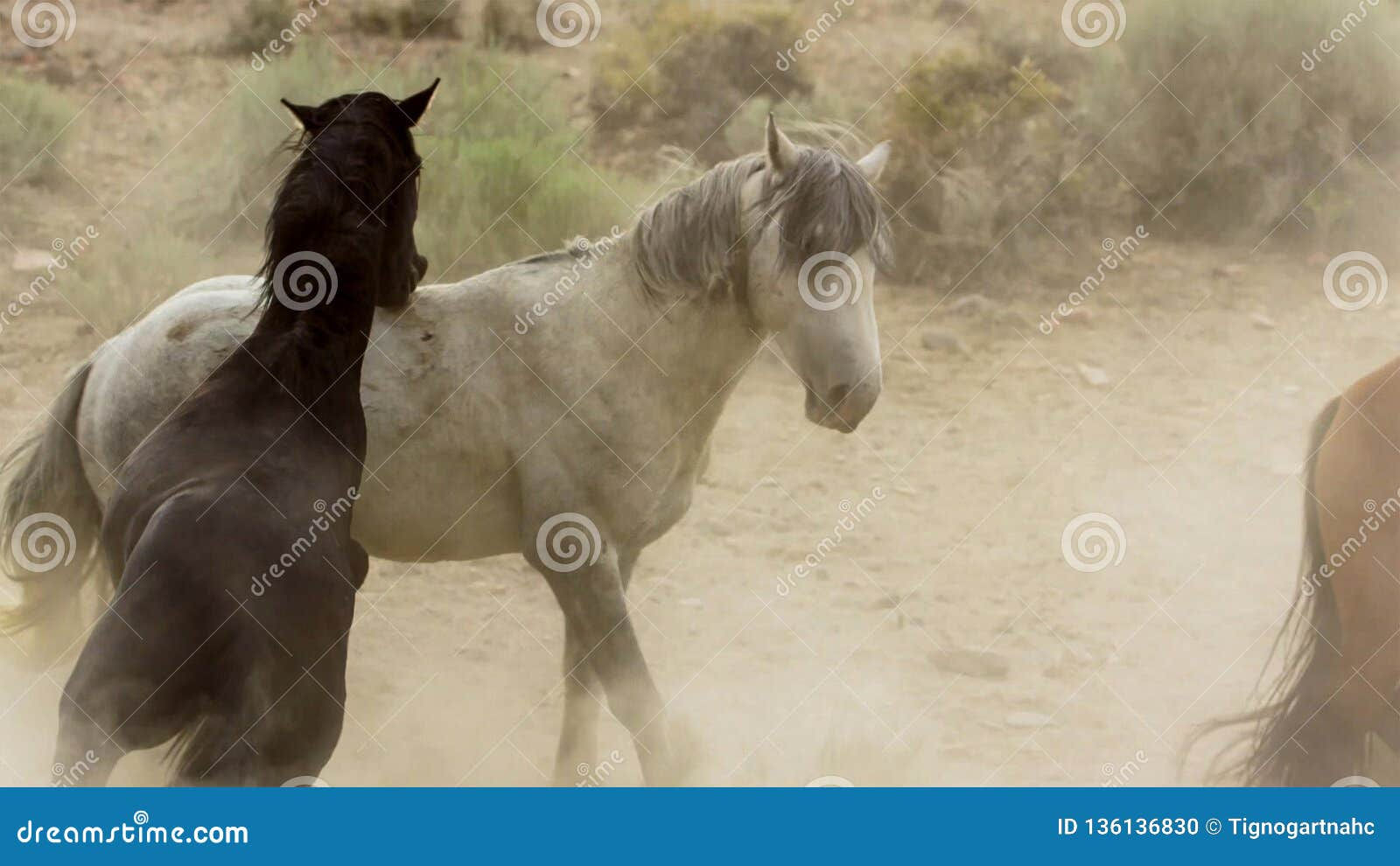 Wallpaper #eXS5wI4B_8f4nGFabW2246 Stallions Wild Mustangs Try to Dominate the Pools Fighting of Rivals