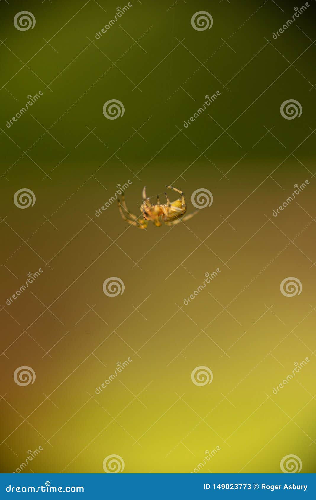 Wallpaper #WRnNEo8BtGB6xQ78GGR137 Spider Hanging from Web Stock Image Image of Natural 149023773