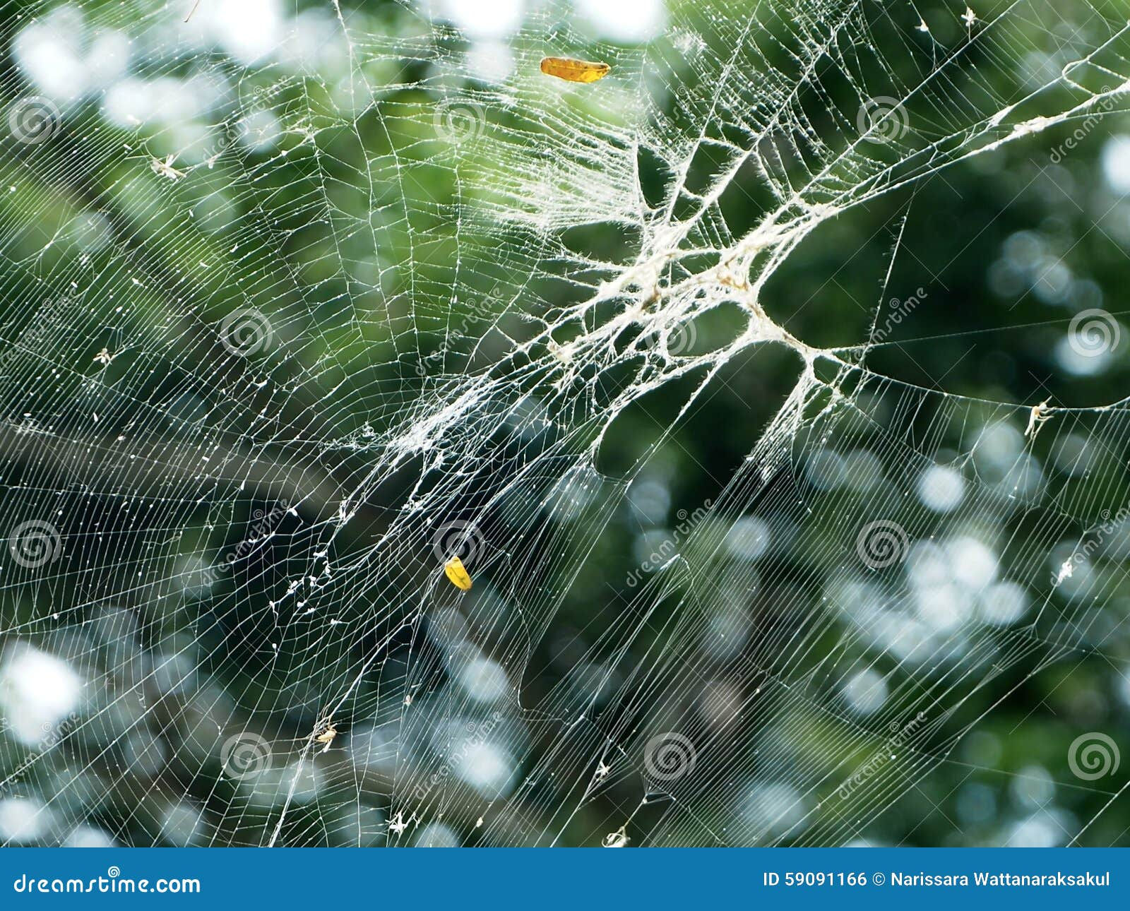 Wallpaper #F2jUHpMBSpphPi3-Fion167 Spiderweb Closeup Under Green Trees Background Stock Photo Image of