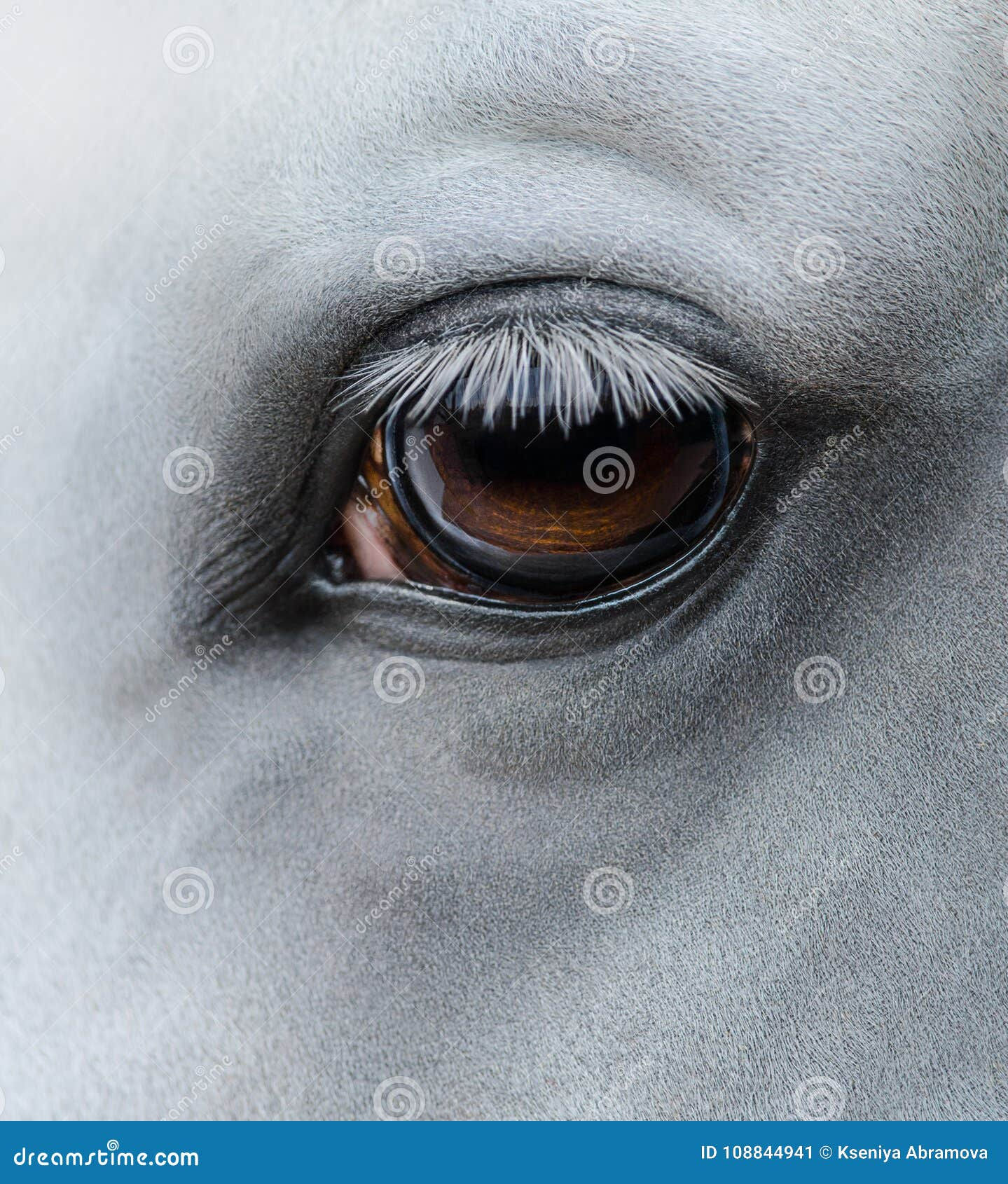 Wallpaper #ovBcgJcBi4JM6agGYCEx57 Side View Closeup of Eye of Light Gray Horse Stock Image Image of
