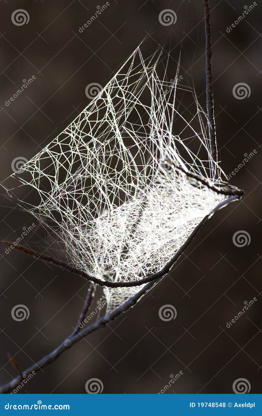 Wallpaper #F2jUHpMBSpphPi3-Fion51 Spider Web Stock Photo Image of White Spider Insect 19748548