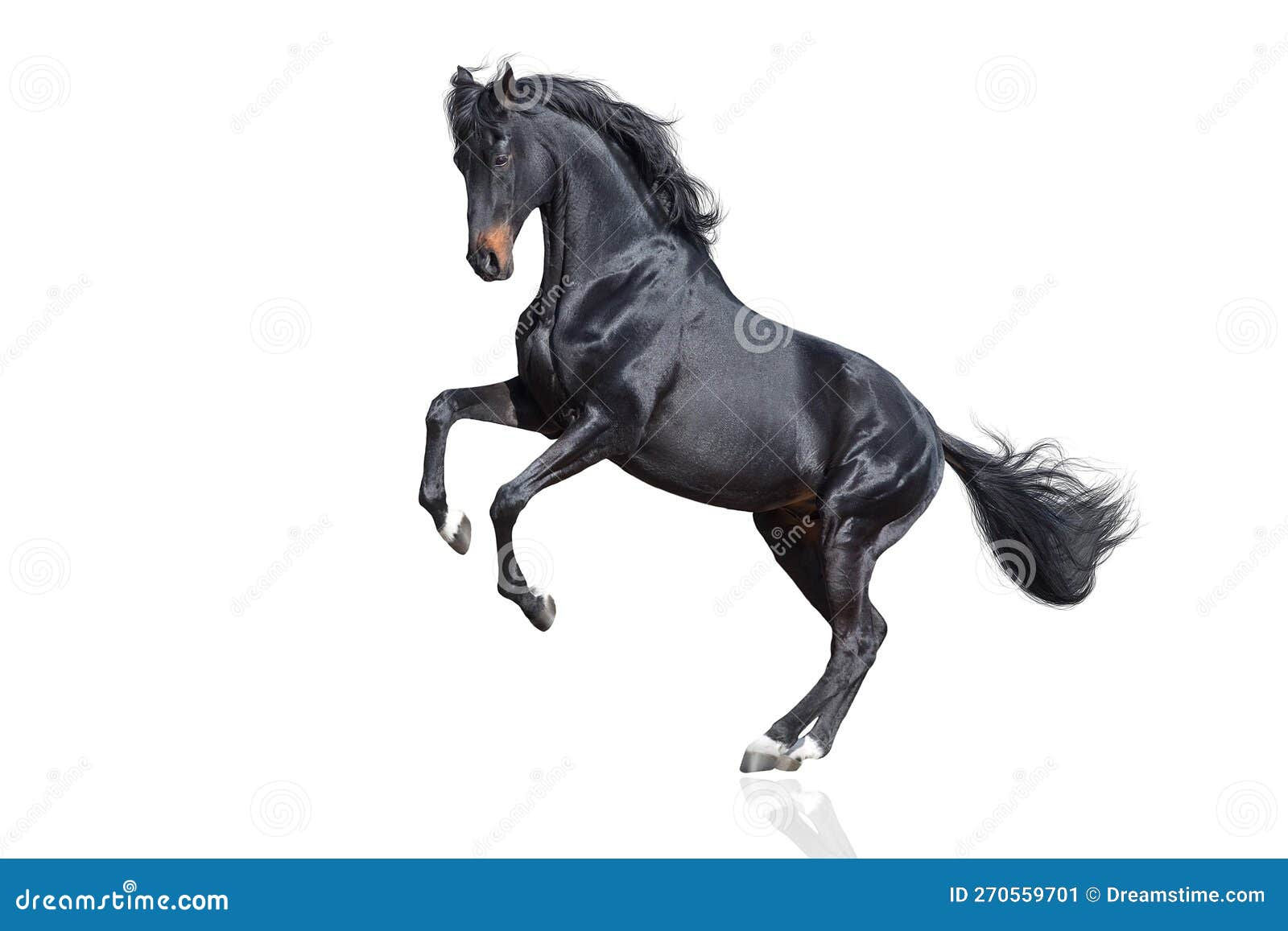 Wallpaper #-2cU-ZIBSpphPi3-KovY119 Stallion Rearing Up Isolated Stock Image Image of Training Galloping