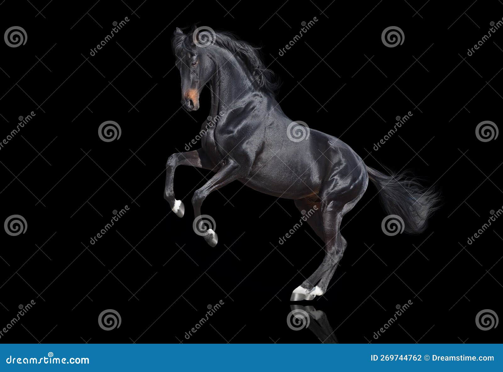 Wallpaper #-2cU-ZIBSpphPi3-KovY117 Stallion Rearing Up Isolated Stock Photo Image of Beautiful Movement