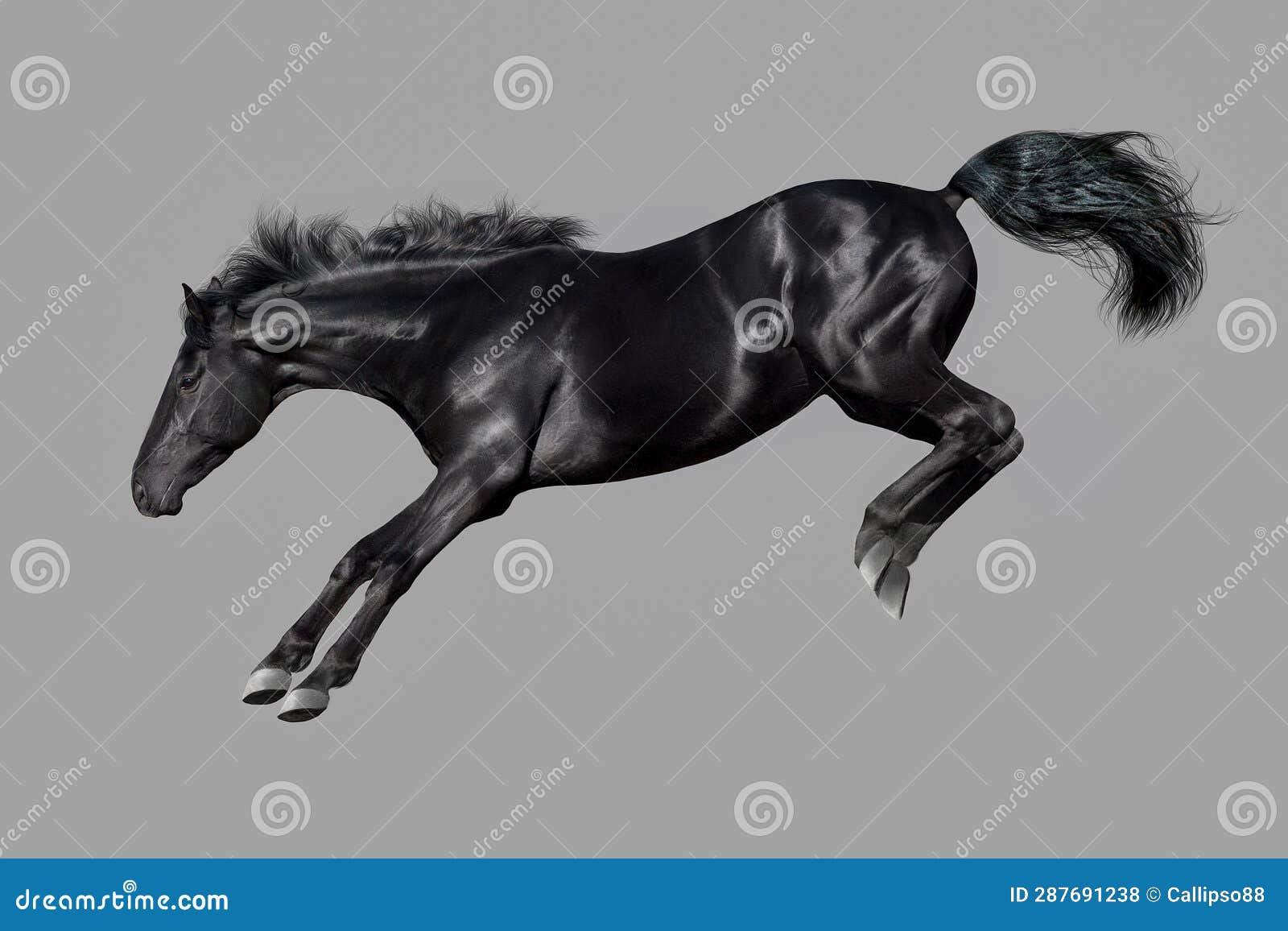 Wallpaper #-2cU-ZIBSpphPi3-KovY93 Stallion Rearing Up Isolated Stock Photo Image of Gelding Race