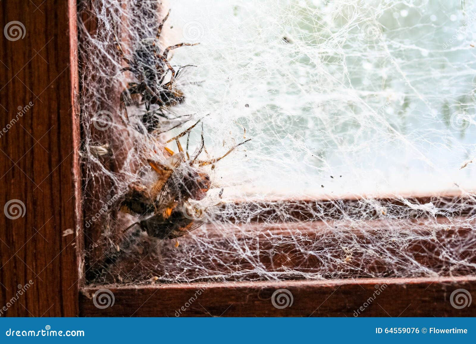Wallpaper #V4v_dpcBcm9NJah-YnkY188 Spider and Four Flies Caught in Spider Webs in Window Frame Stock Photo