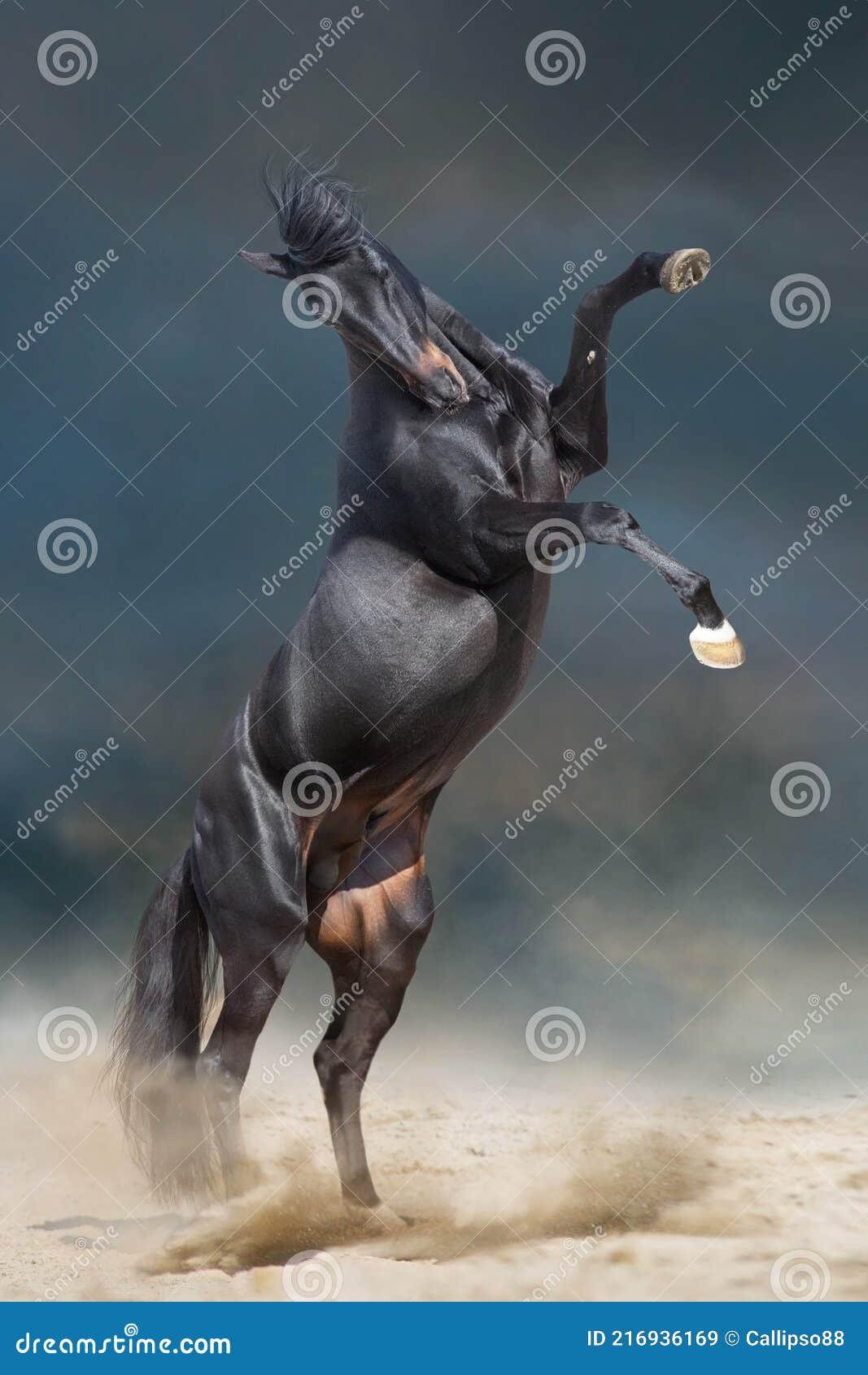 Wallpaper #-2cU-ZIBSpphPi3-KovY9 Black Stallion Rearing Up Stock Image Image of Equine 216936169