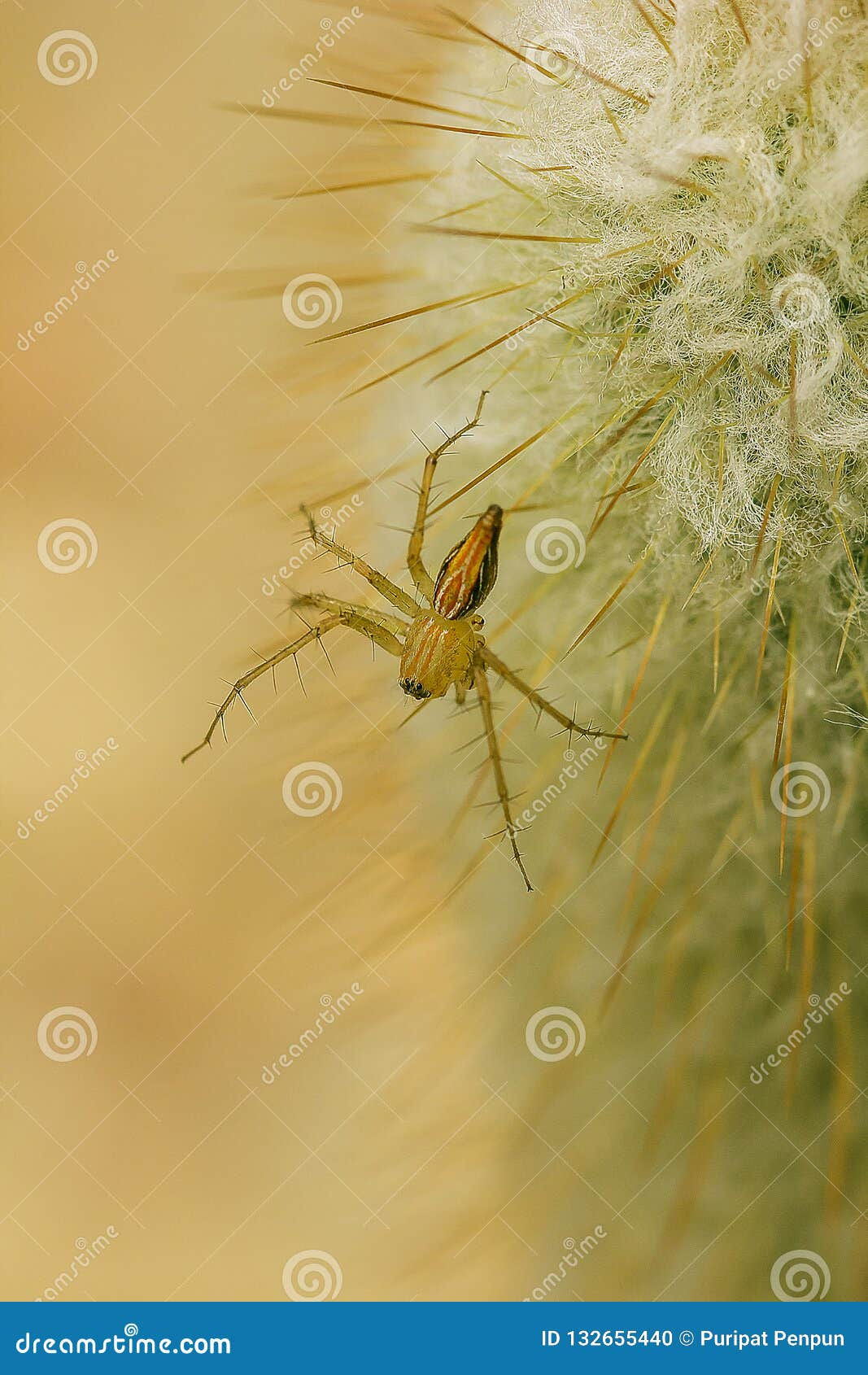 Wallpaper #46455 Brown Spider Cartoon Isolated Illustration Stock Vector Image Art Alamy