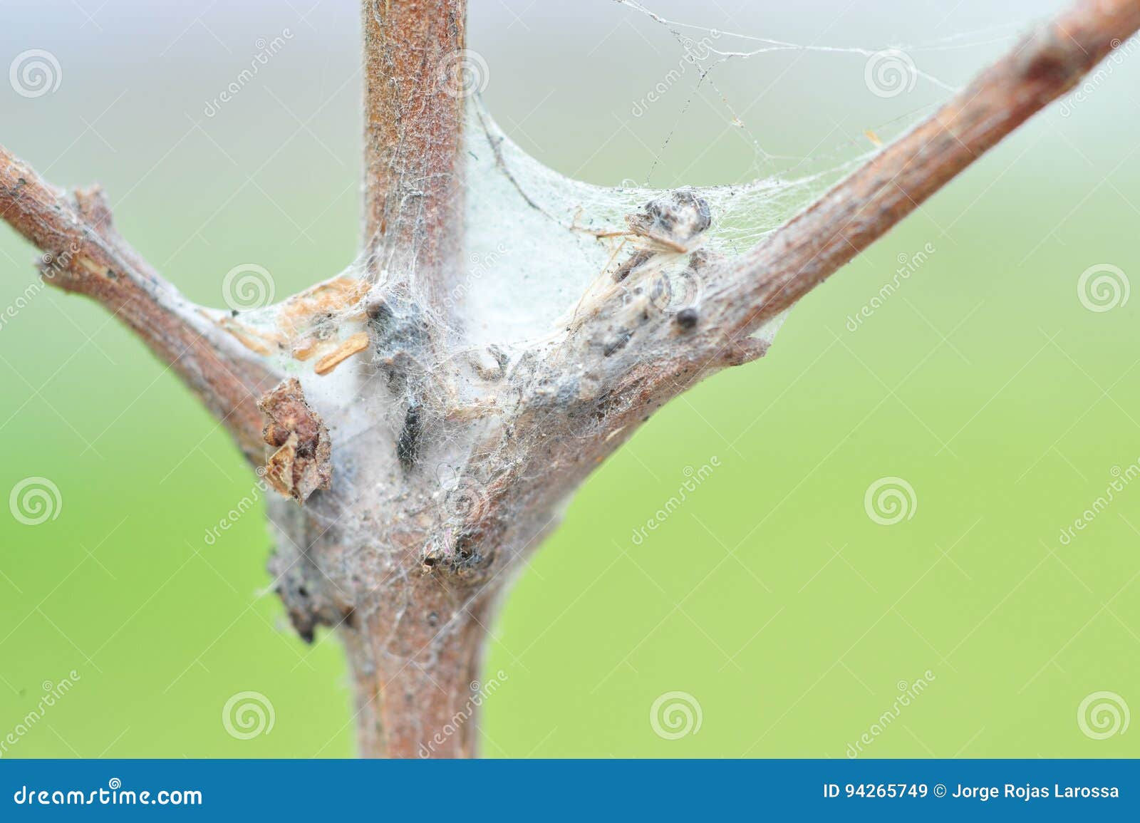 Wallpaper #yP_JaJMB3lSXT3zUg-SK40 The Spider Web is Triangular Stock Image Image of Brown Black 94265749